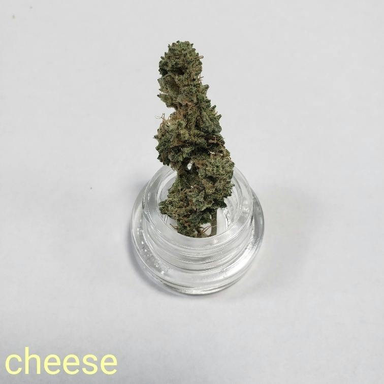 Cheese 17 at Boyman Acres Cannabis Farm and Medical Marijuana