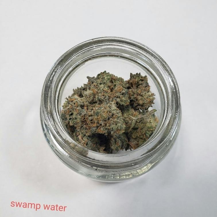Swamp Water OG
