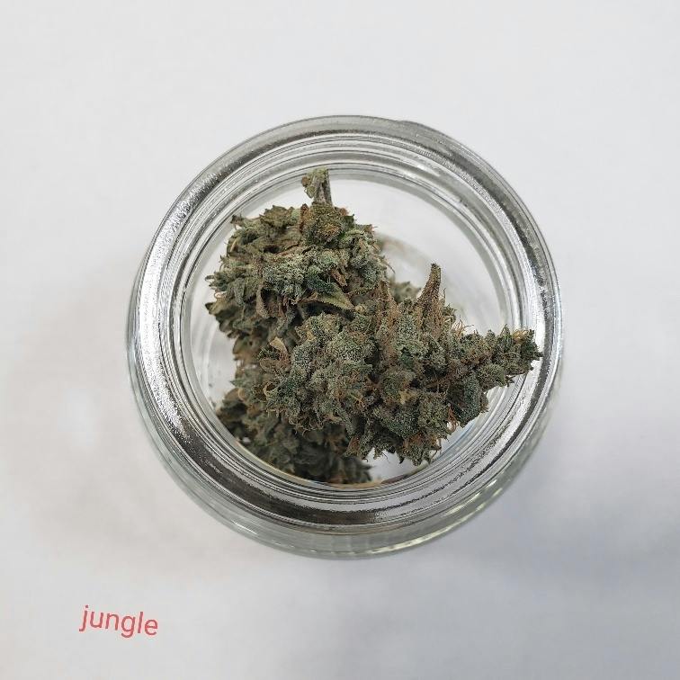 Jungle Berry