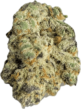 OBAMA TWIST - BULK FLOWER