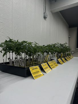 Clone - Ice Cream Cake - Indica $25 each or 6 pack $112