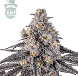 Nug Brother's Smalls Apples and Bananas $5 Gram or $99 OZ!