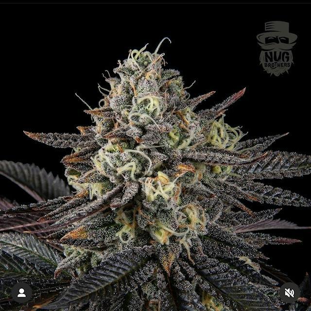 Wonka Bar- Top Shelf Bigs