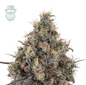 Toronja $5 Gram or $99 OZ!