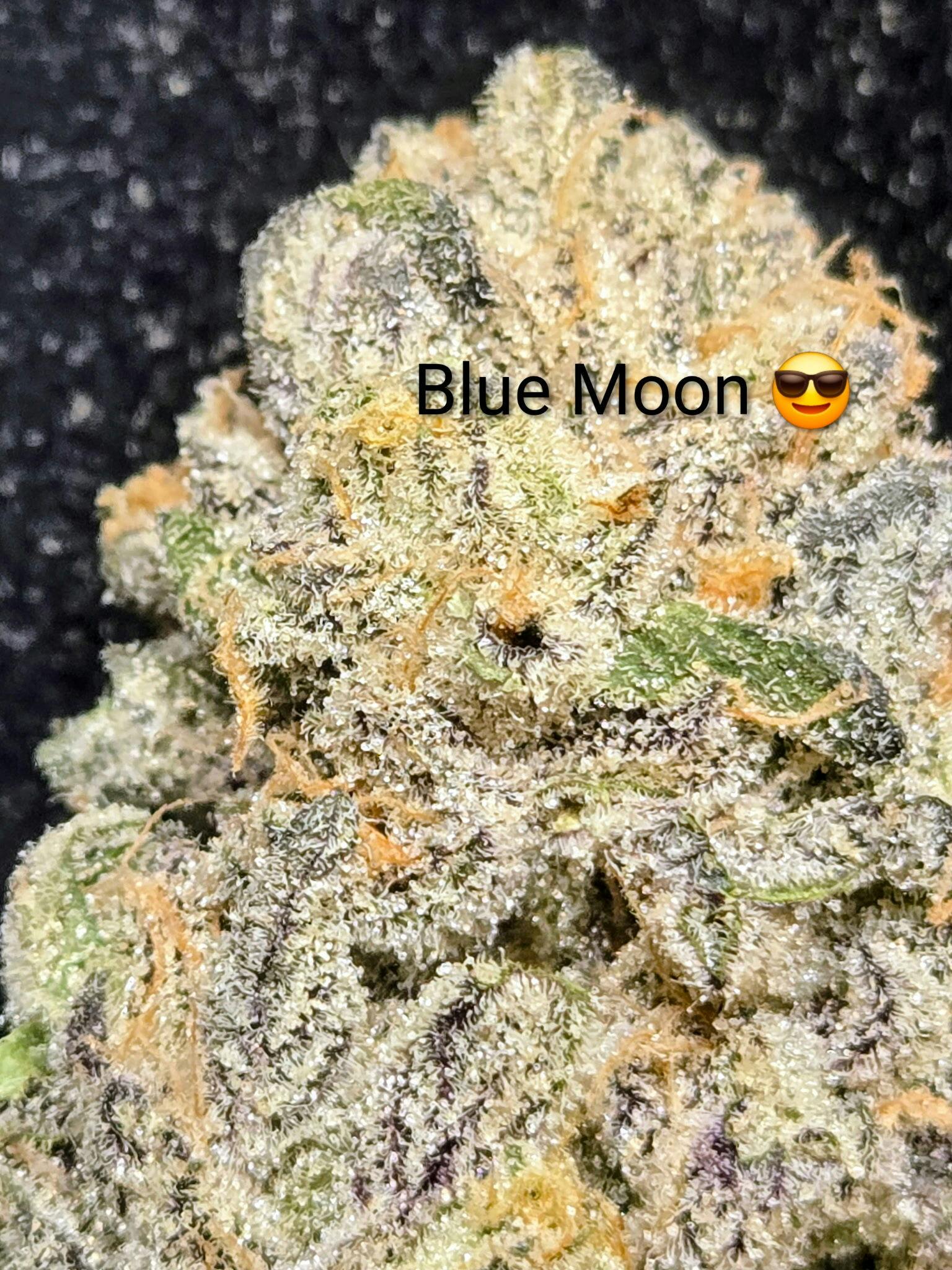 Blue Moon- Top Shelf Bigs