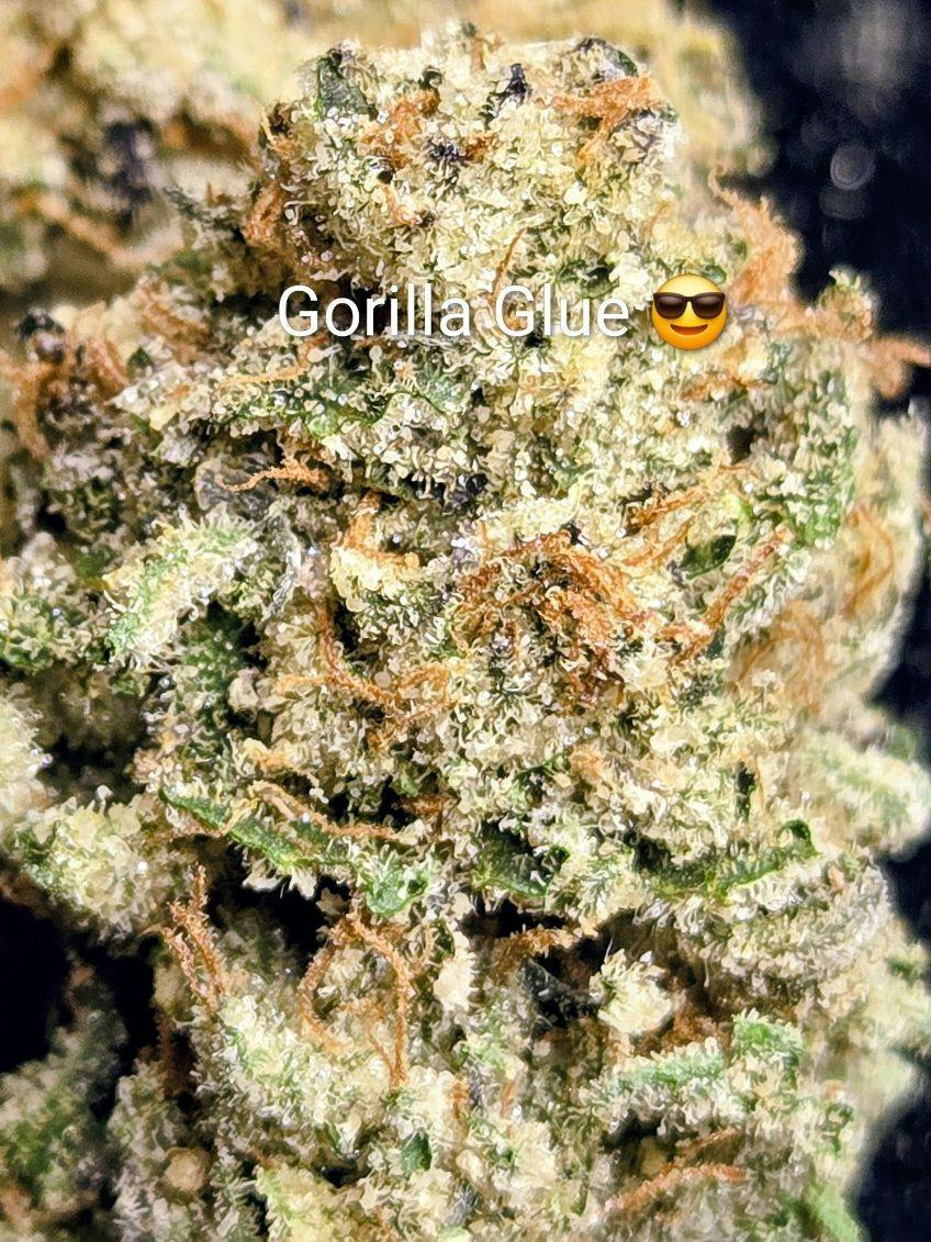Gorilla Glue- Top Shelf Bigs
