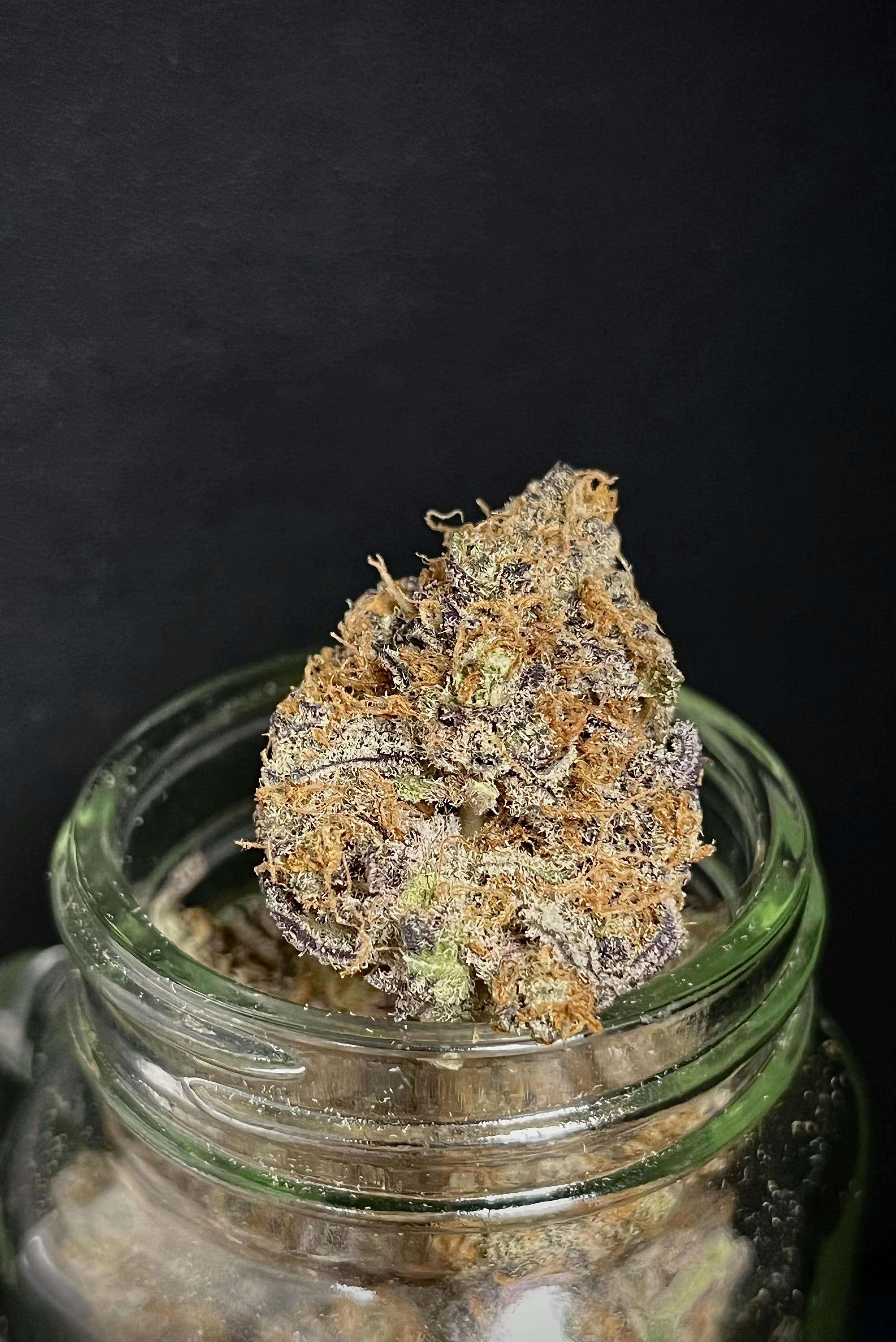 Arctic Orange {White Gummiez × Tangie} (Level 10) "BLACK SHELF" cannabis product