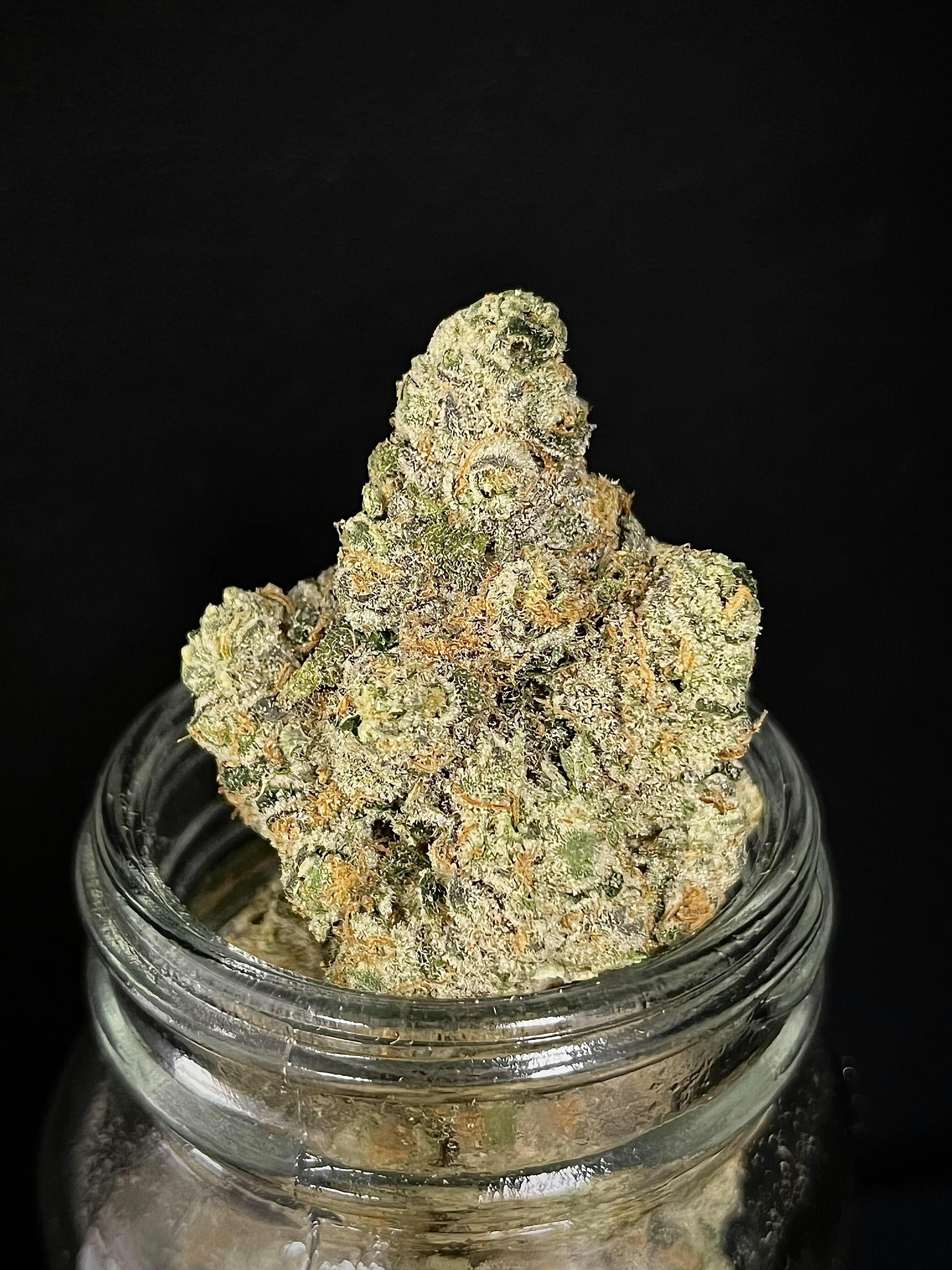 Black Velvet {Burmese Kush x The Black} (Sunshine) "BLACK SHELF"