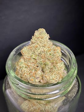 CockTales {Bernie Hanna Butter x Quicksand} (Cherry) "BLACK SHELF"