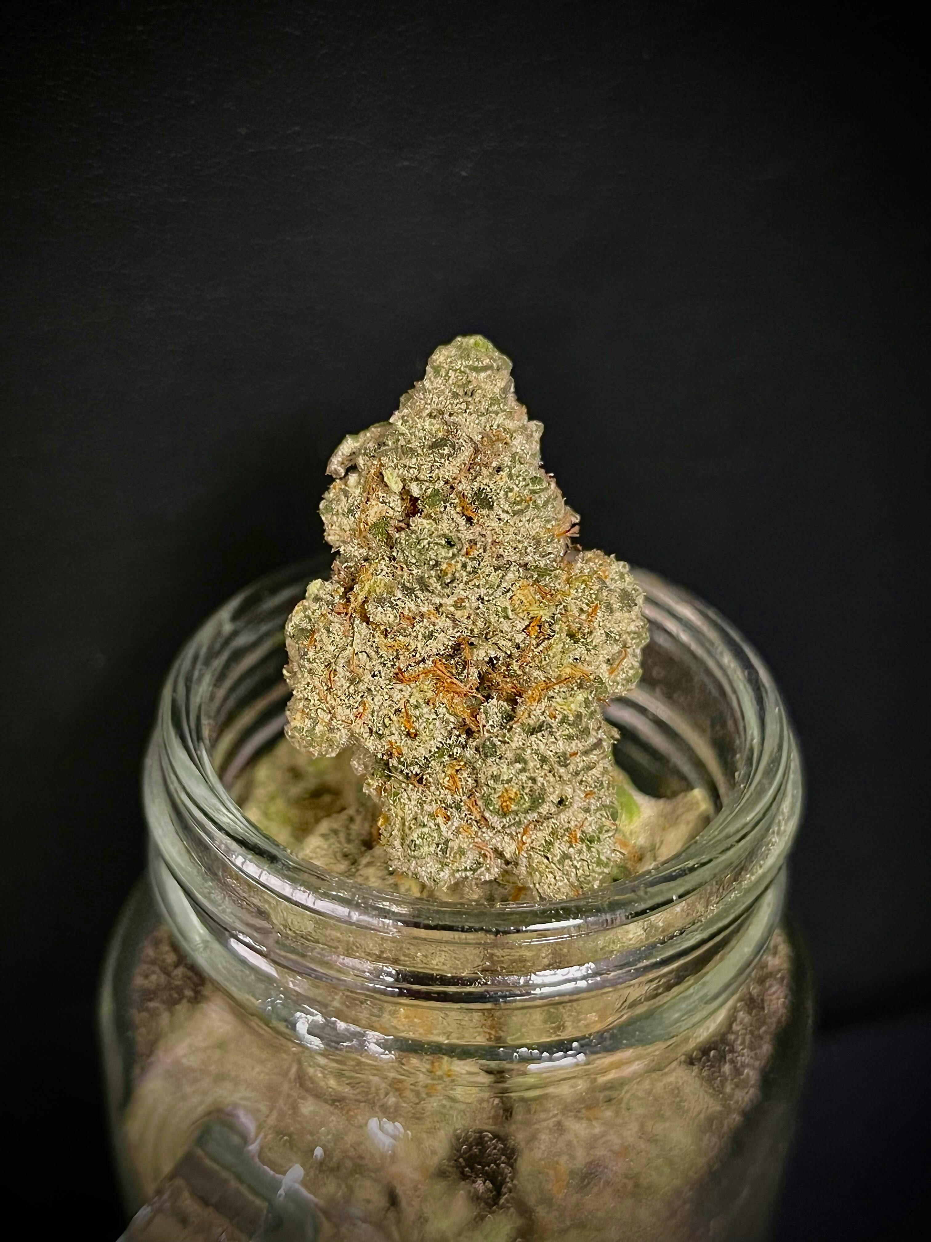 Cherry Jelly {Black Cherry Pie x Jelly Breath} (Vera) "BLACK SHELF"
