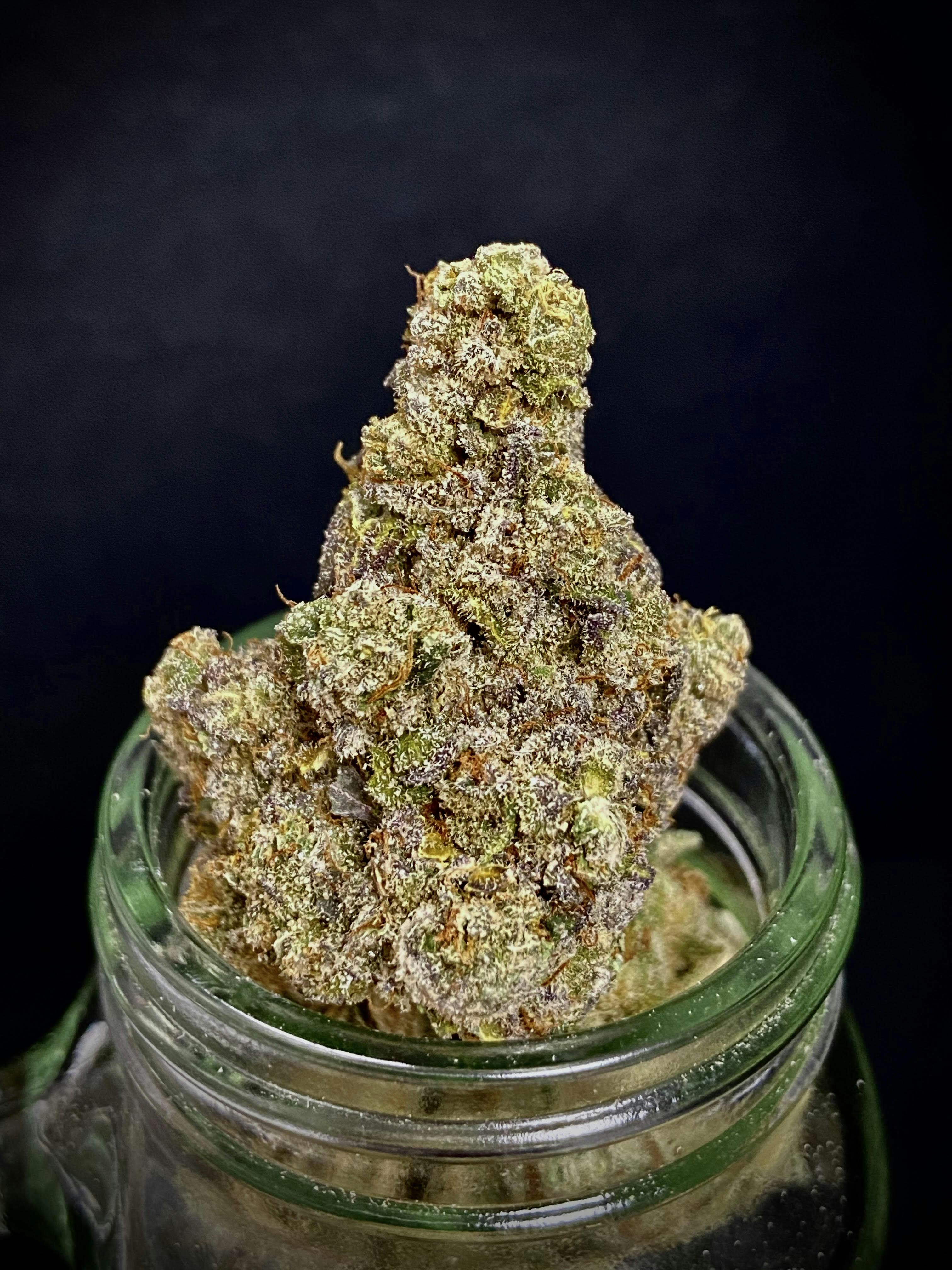 Super Lemon Chedda {SLH x Sunset Sherb x Orange Apricot} (Locol Love) "CONNOISSEUR SHELF"