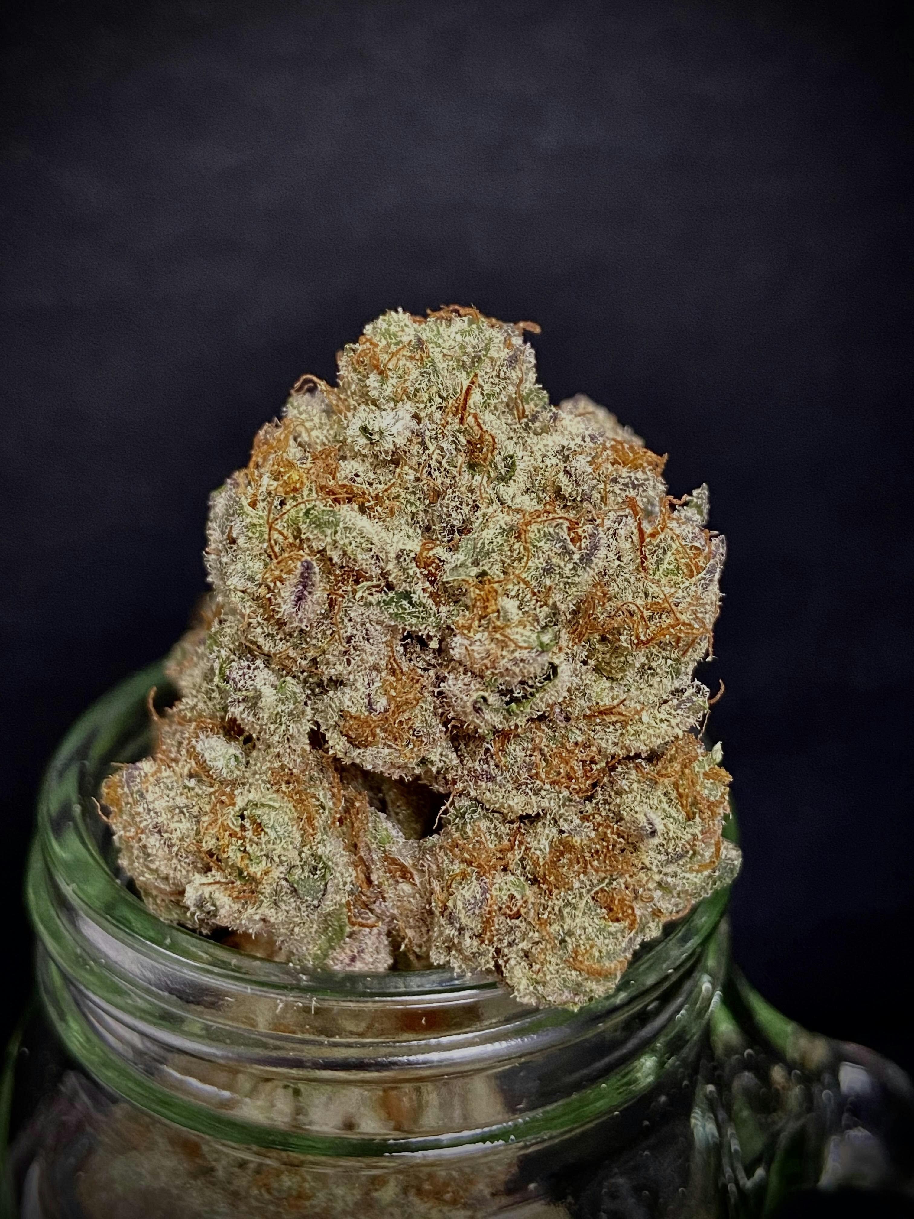Orange Apricot Mac Legend x Connoisseur Shelf