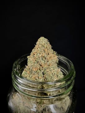 Disco Berry {Strawnana x Holy Comet} (Verde) "GOLD SHELF" (1/2 OZ Special)