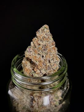 Super Boof {Black Cherry Punch x Trop Cookies} (Locol Love) (1/2 OZ Bud Special)
