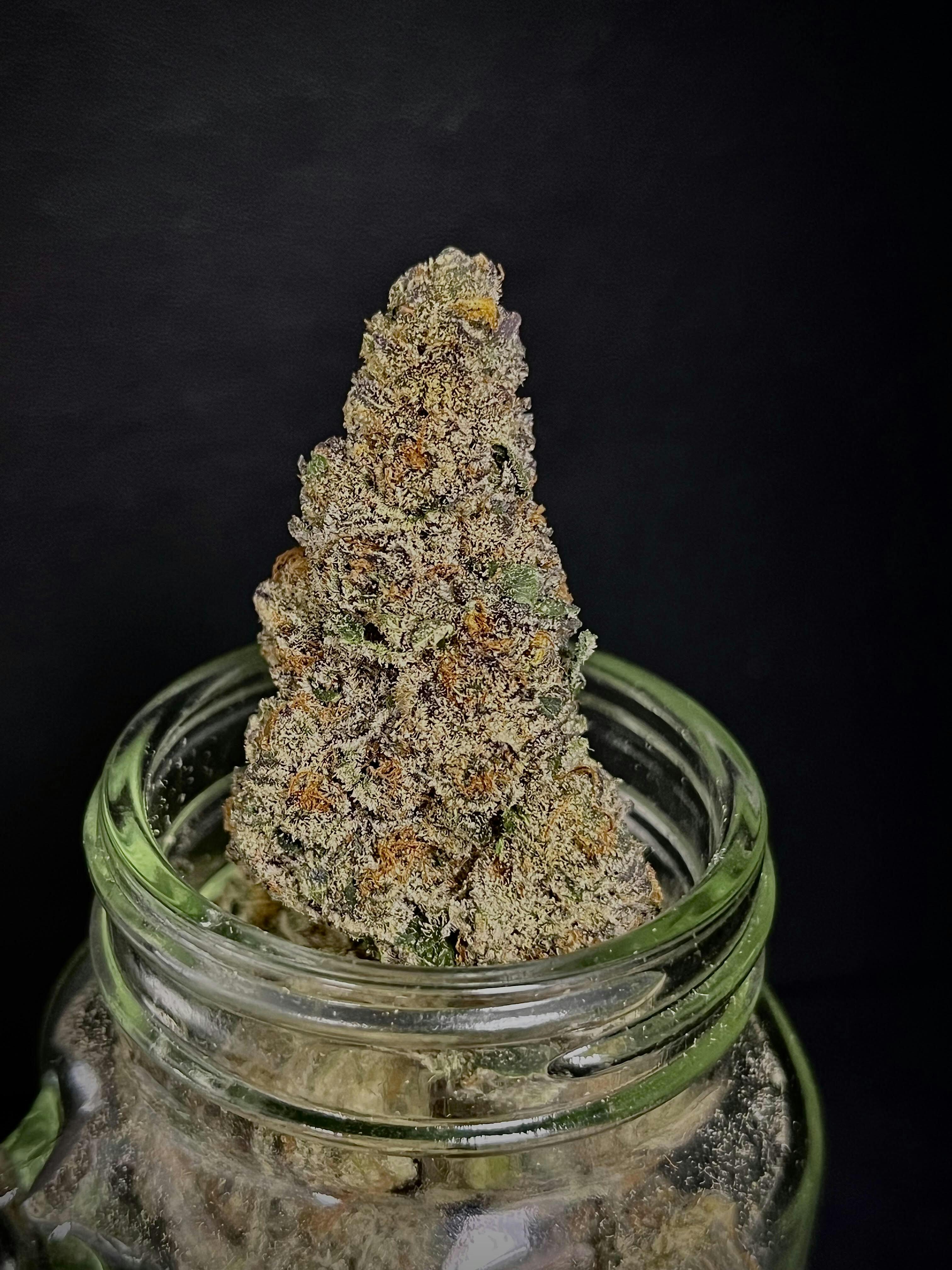 Aloha Sugar Trop Cherry x Black Punch Connoisseur Shelf