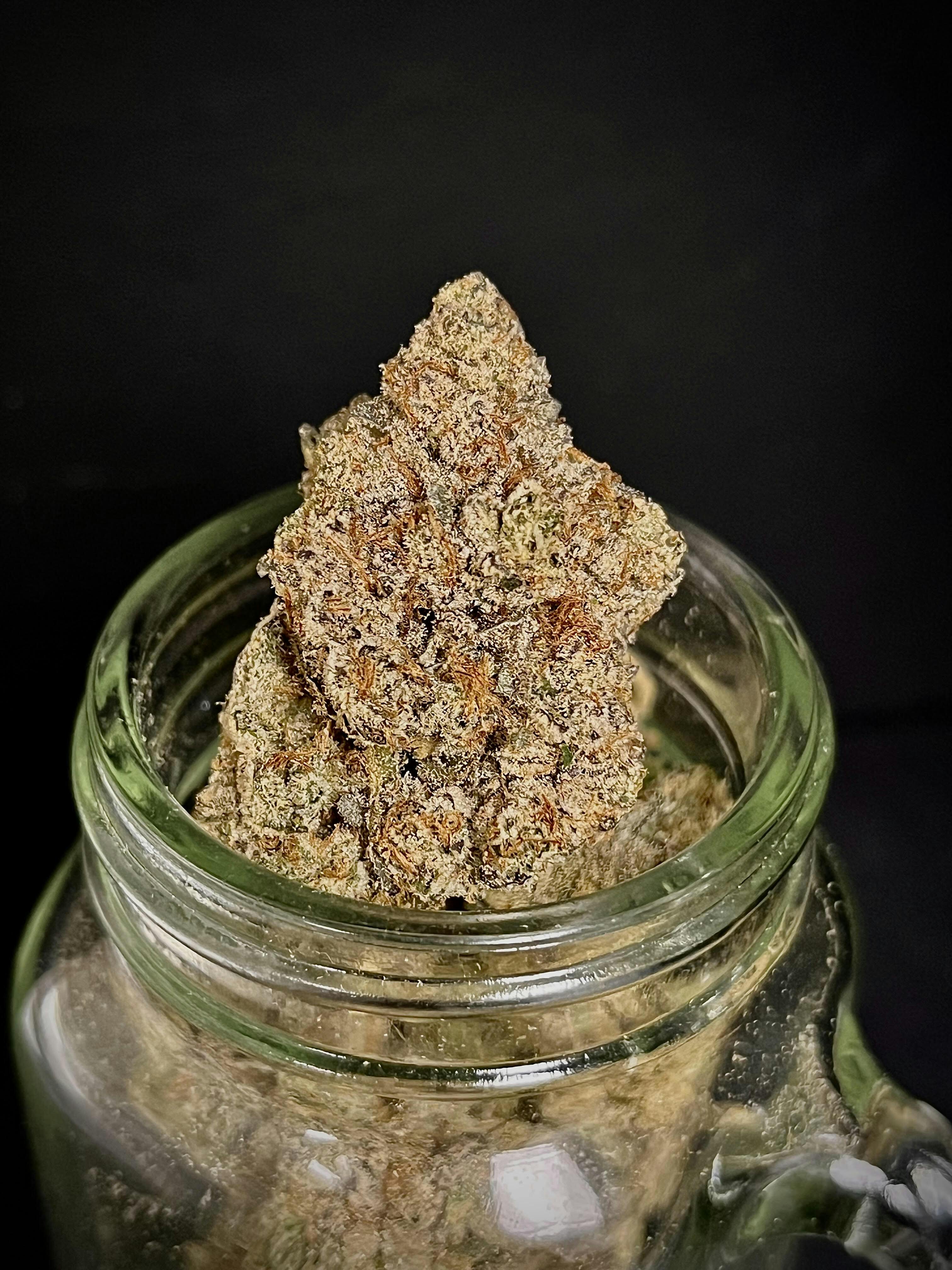 Peach Rings (Melody Genetics) "SILVER SHELF"