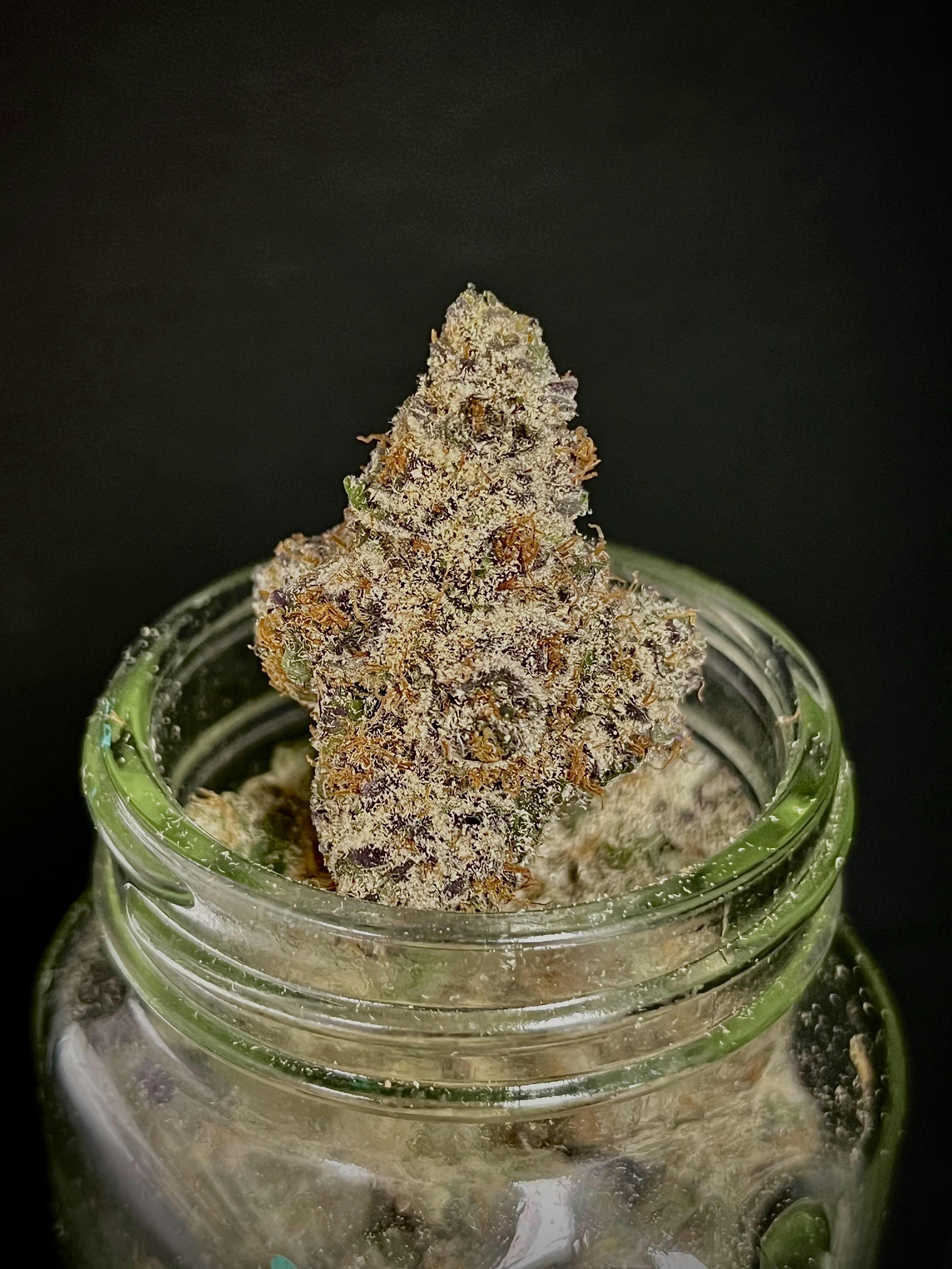 Bolo Runtz {White OG x Runtz} (Sunshine) "BLACK SHELF"