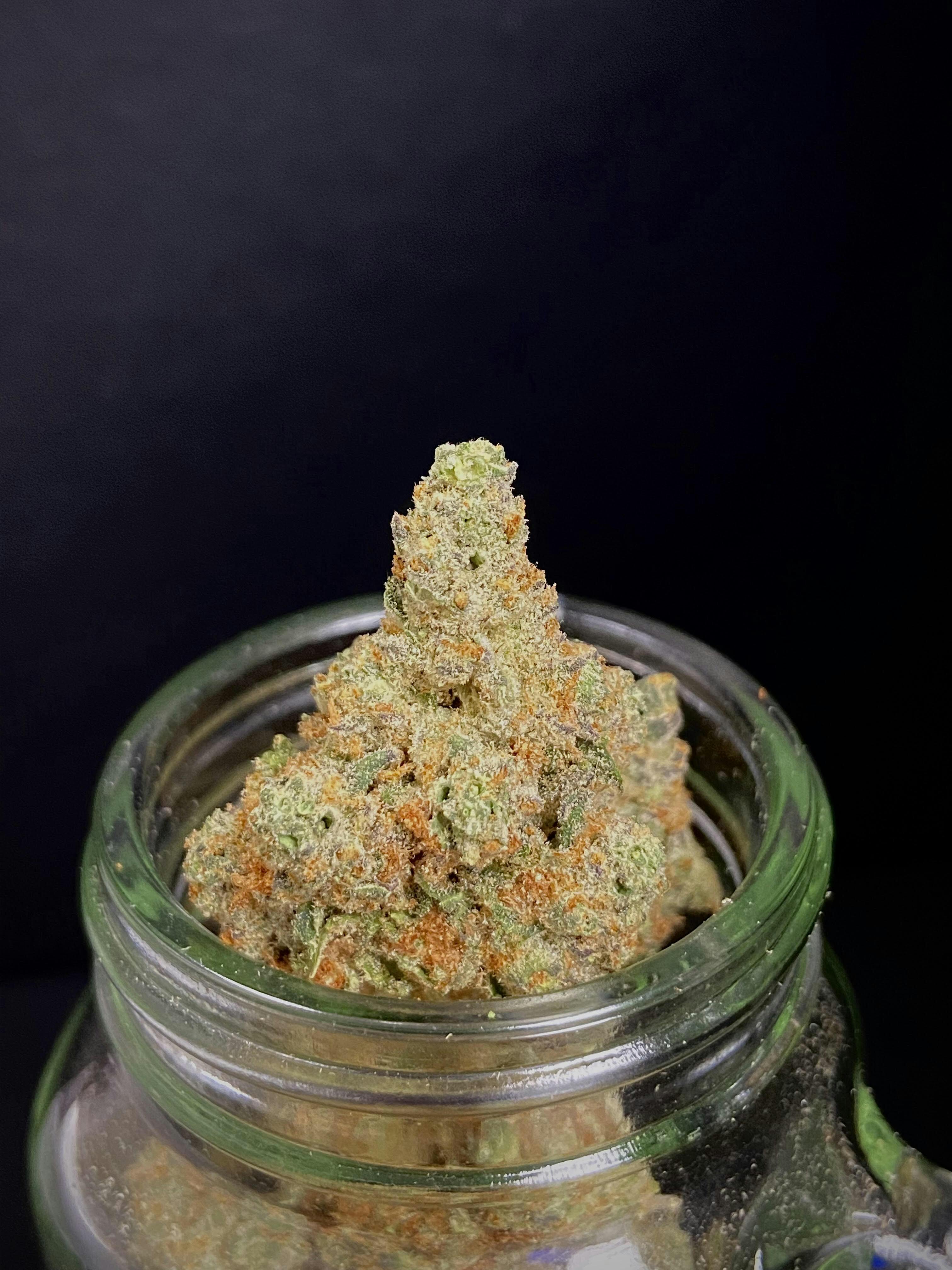 Animal Tsunami {Animal Cookies × Caramel Tsunami} (Level 10) "BLACK SHELF"