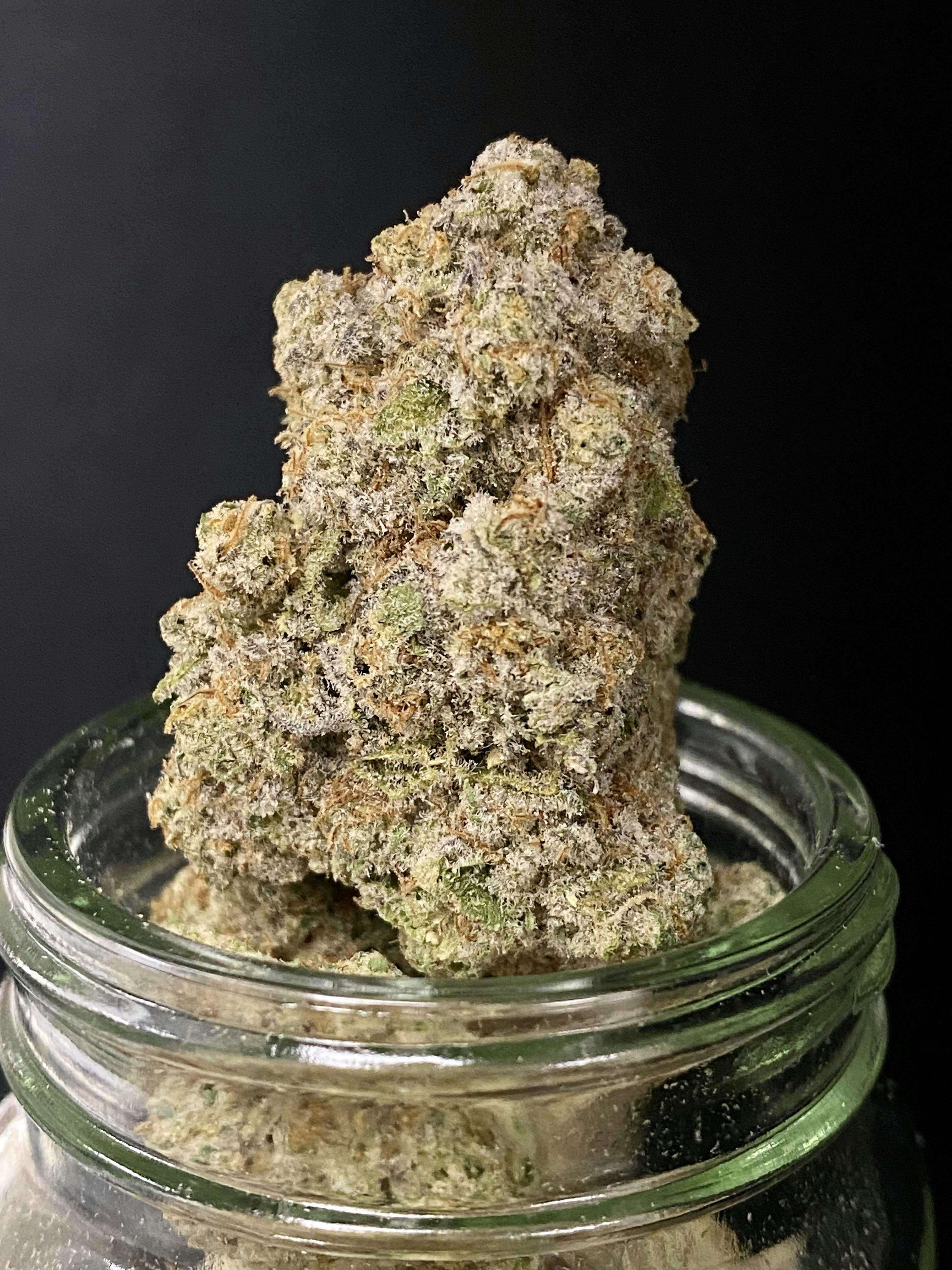 Truffles Seed x White Truffle Level 10 Black Shelf
