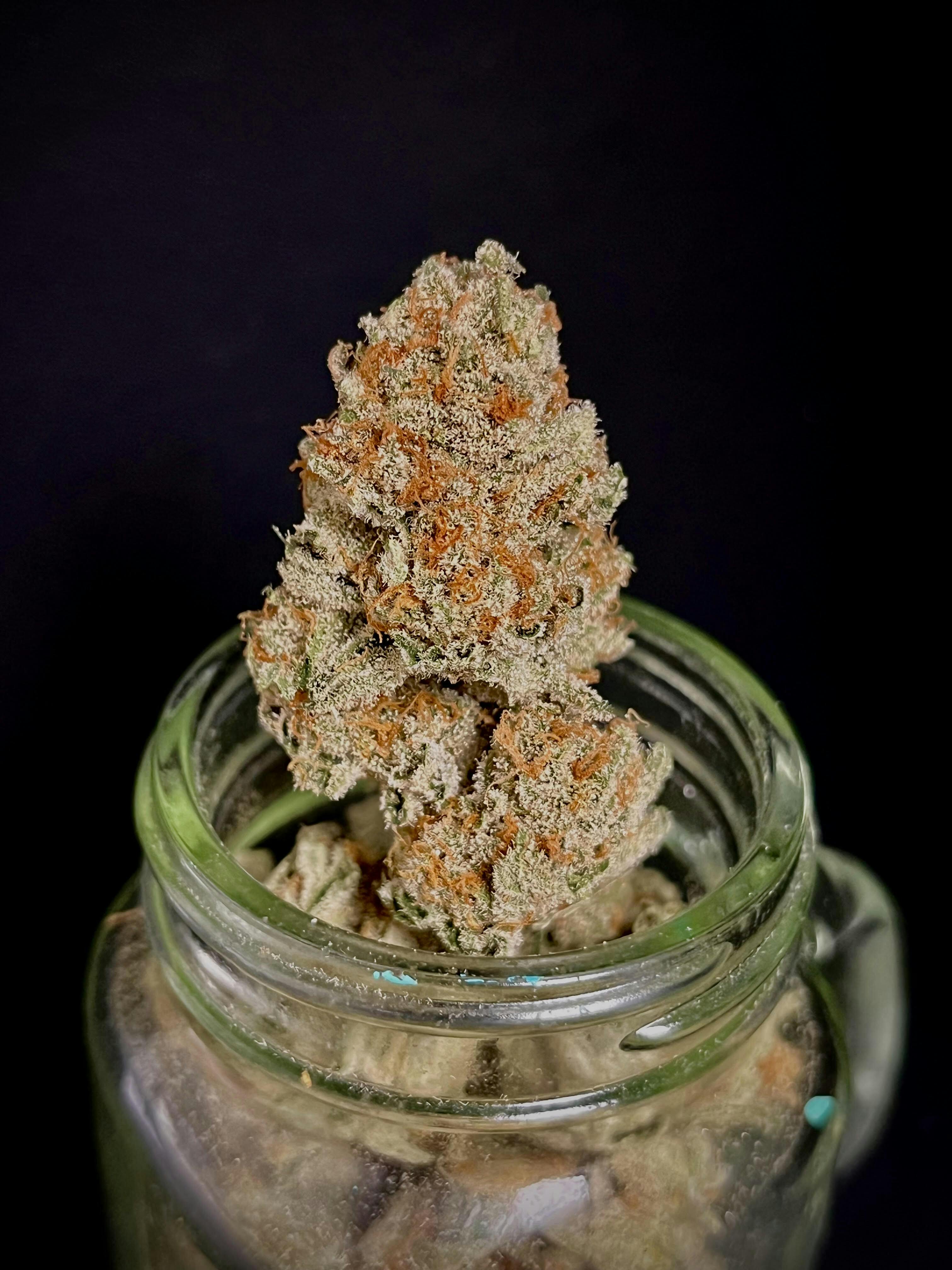 Double Dipped Strawberries {Honey Banana x Strawnana} (Indico) "CONNOISSEUR SHELF"