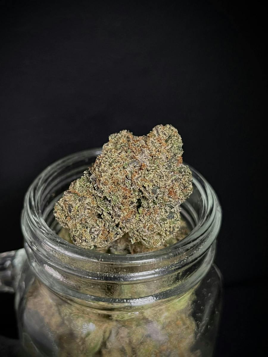 Arctic Orange {White Gummiez × Tangie} (Level 10) "BLACK SHELF"