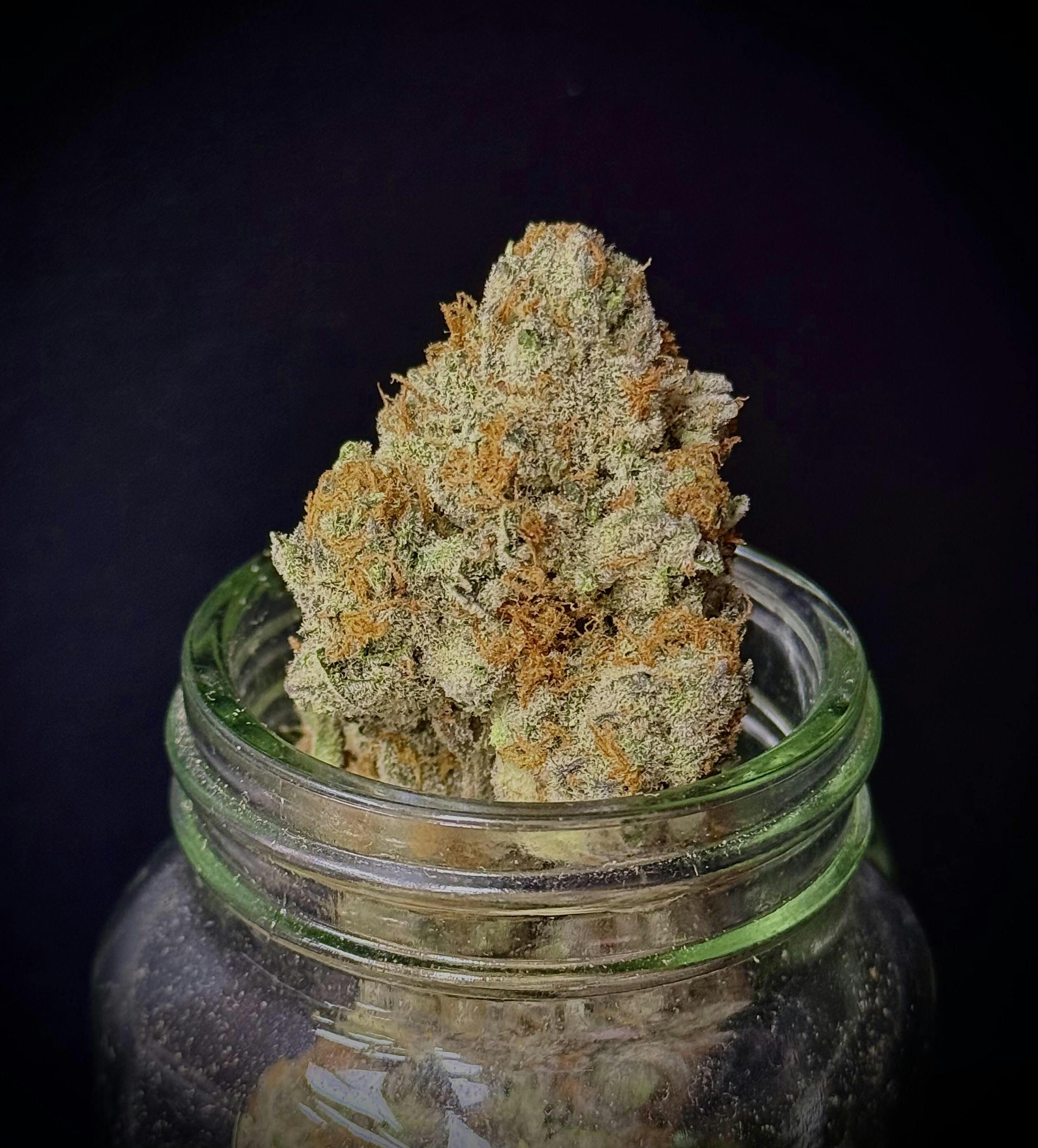 Item #9 {Hawaiian x Exodus Cheese x G13} (Indico) "CONNOISSEUR SHELF"