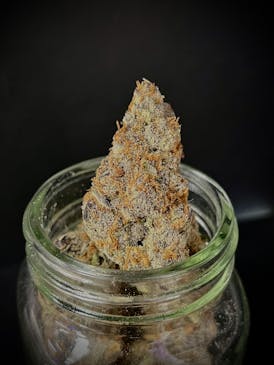 Gummy Buns {Grease Monkey x Biscotti} (Locol Love) (1/2 OZ Bud Special)