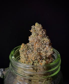 Ghost Gelato {Ghost OG x Gelato} (Indico) (1/2 OZ Bud Special)