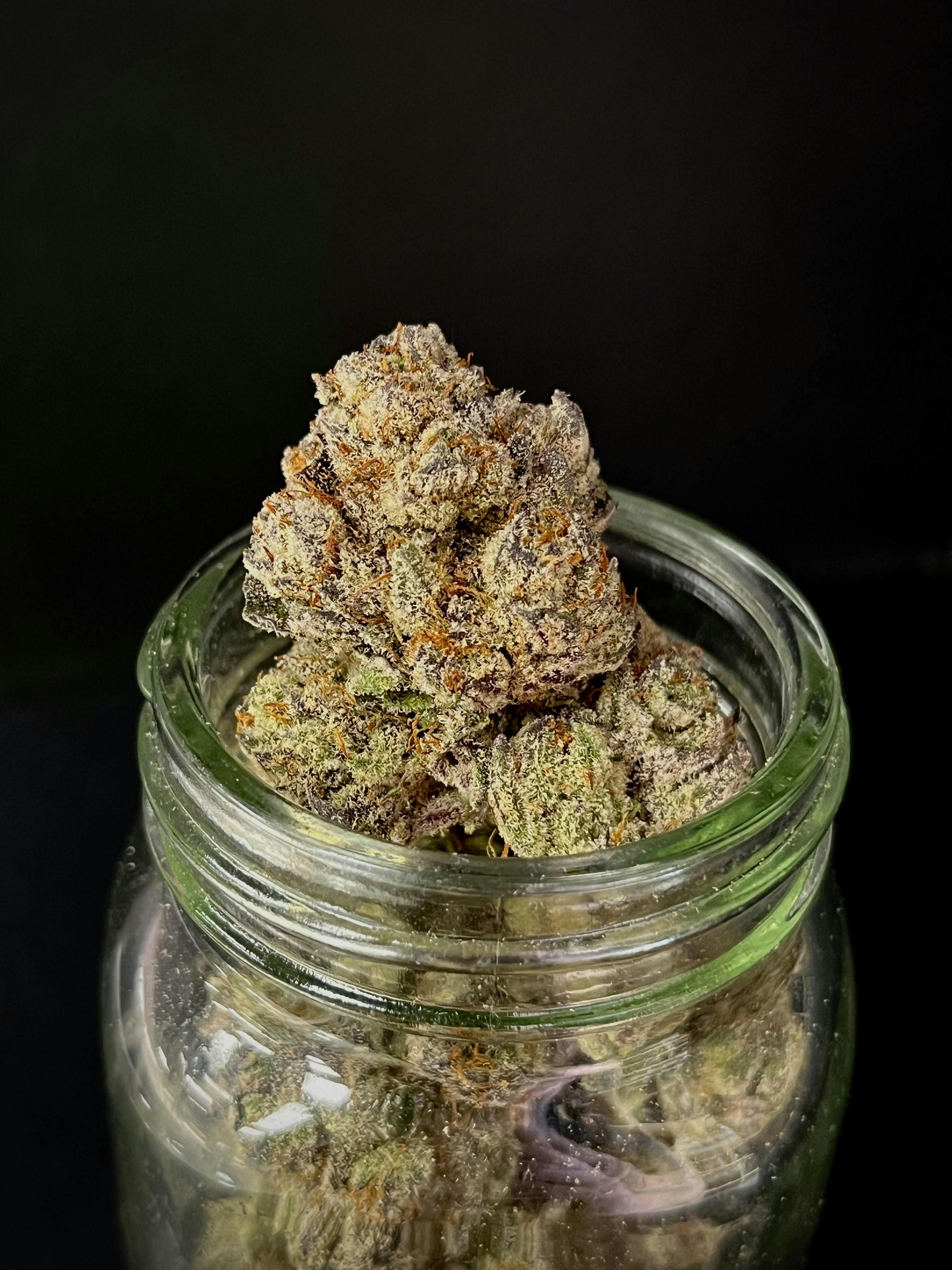 Peach Maraschino {Peach Crescendo x Winterberry} (Indico) "CONNOISSEUR SHELF"