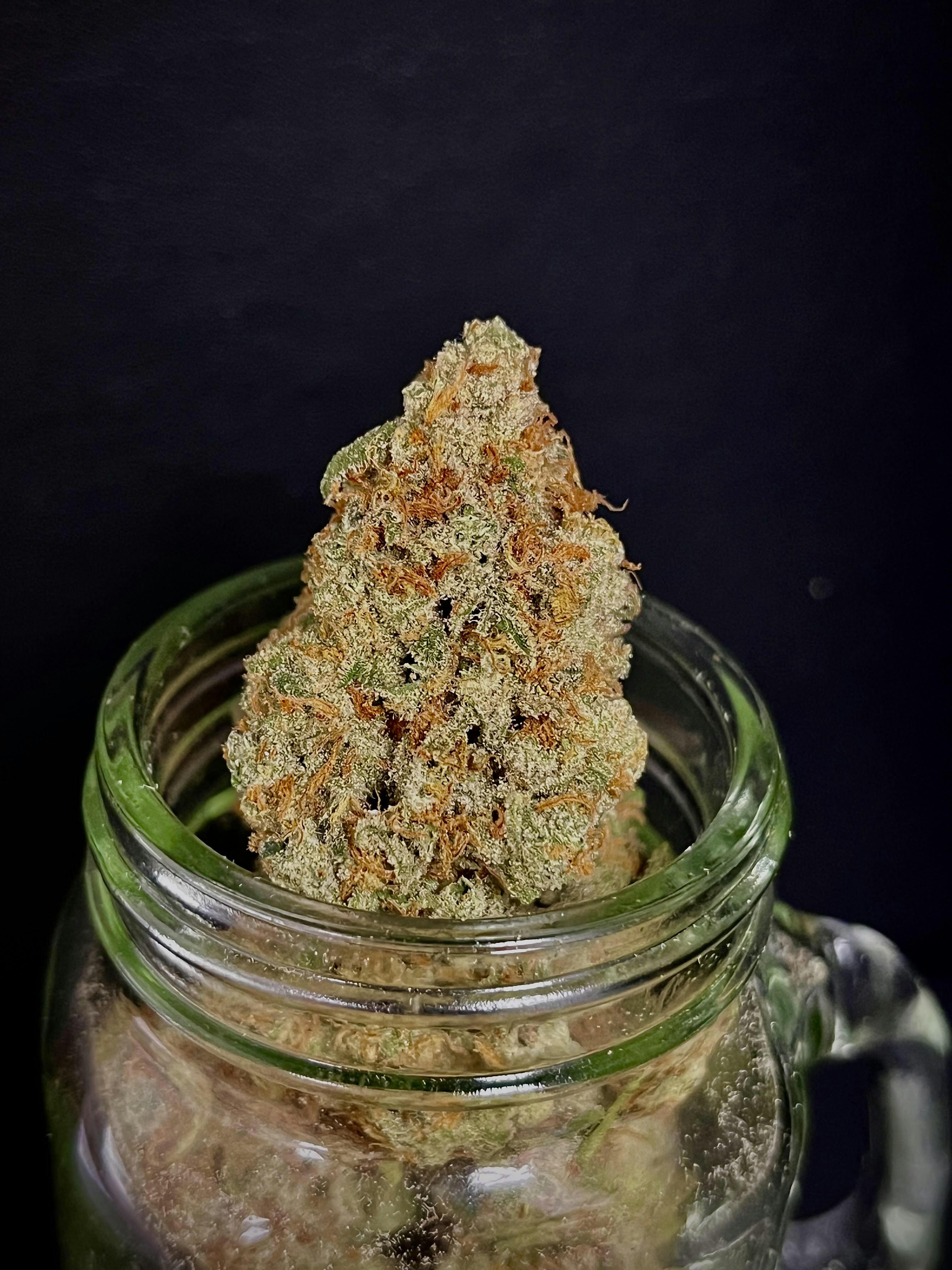 Black Maple {Dulce De Uva x Sherbanger} (Locol Love) "CONNOISSEUR SHELF"