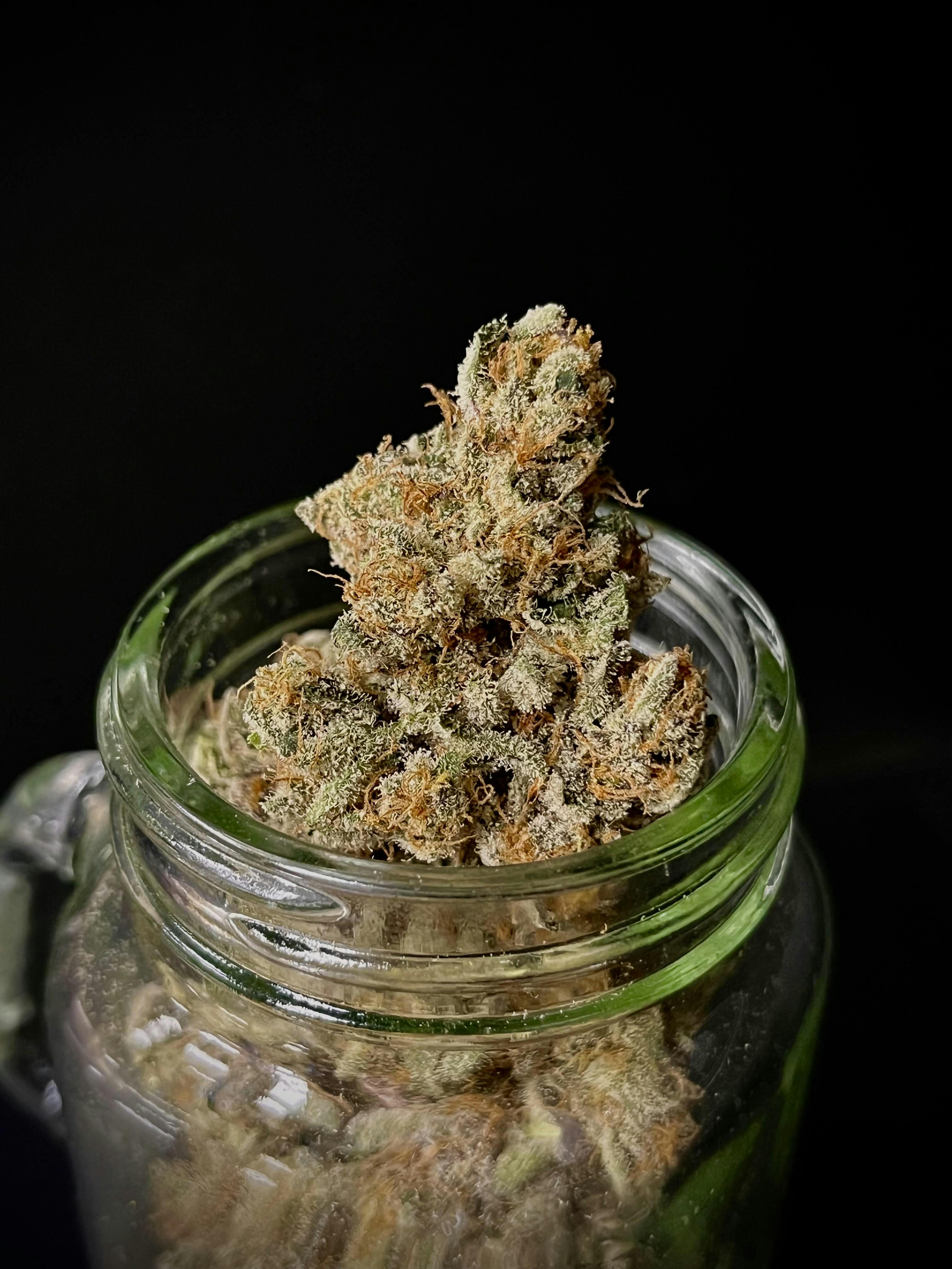 Gotti Beltz Biscotti x Rainbow Connoisseur Shelf