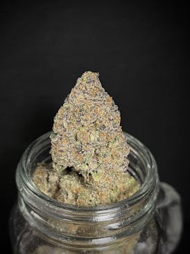 Runtz Orange Sherbet (Ardo) (1/2 OZ Bud Special)