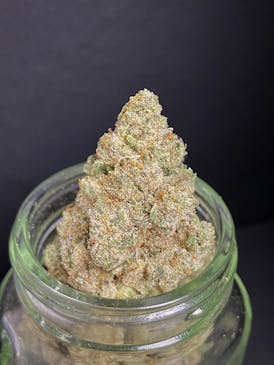 Garlic Banana {GMO x Banana Punch} (Melody Genetics) "BLACK SHELF"