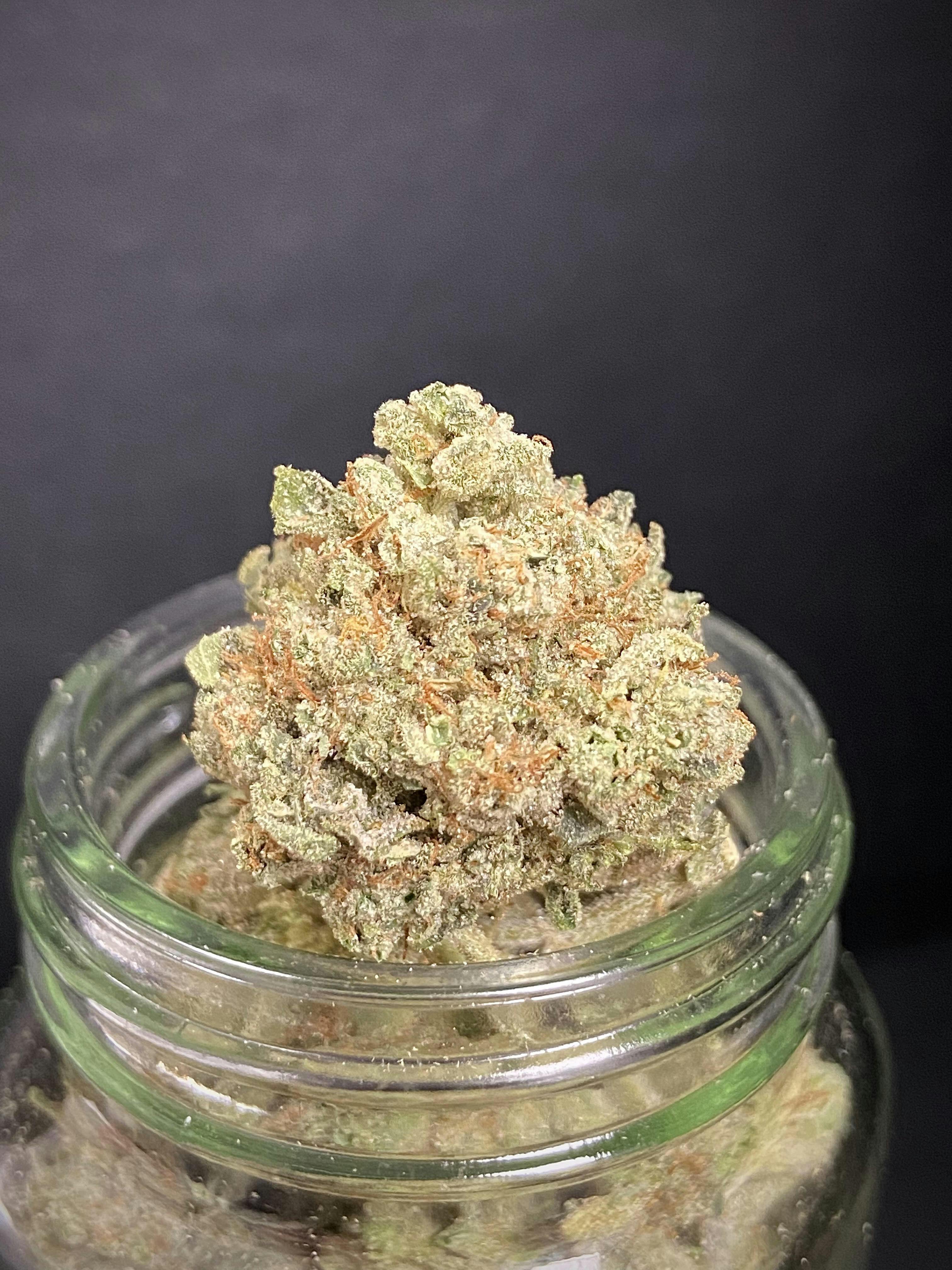 Kombucha {Sour Diesel x Purple Punch} (Sunshine) "BLACK SHELF"