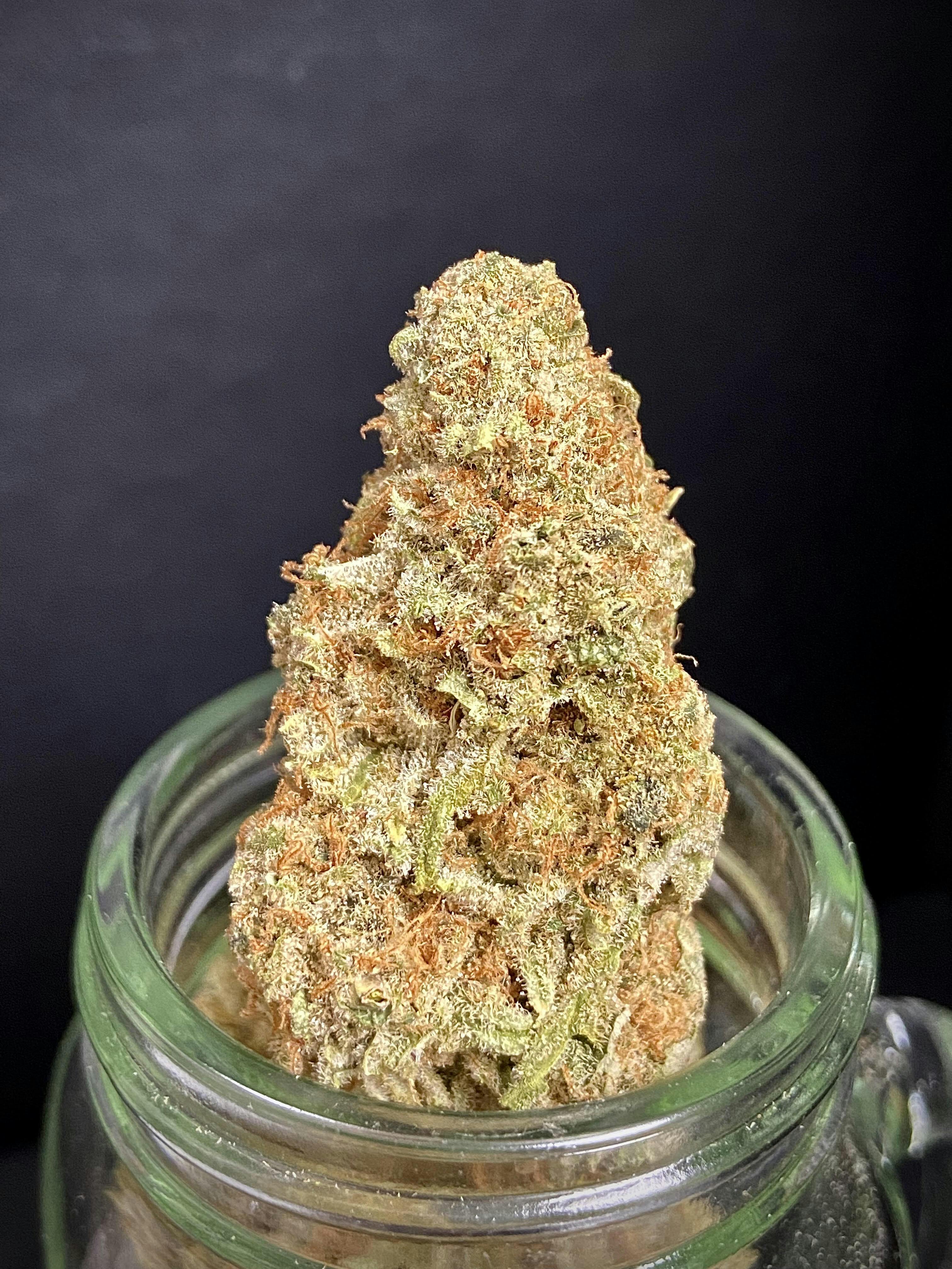 Reefers Pieces (Melody Genetics) "GOLD SHELF"