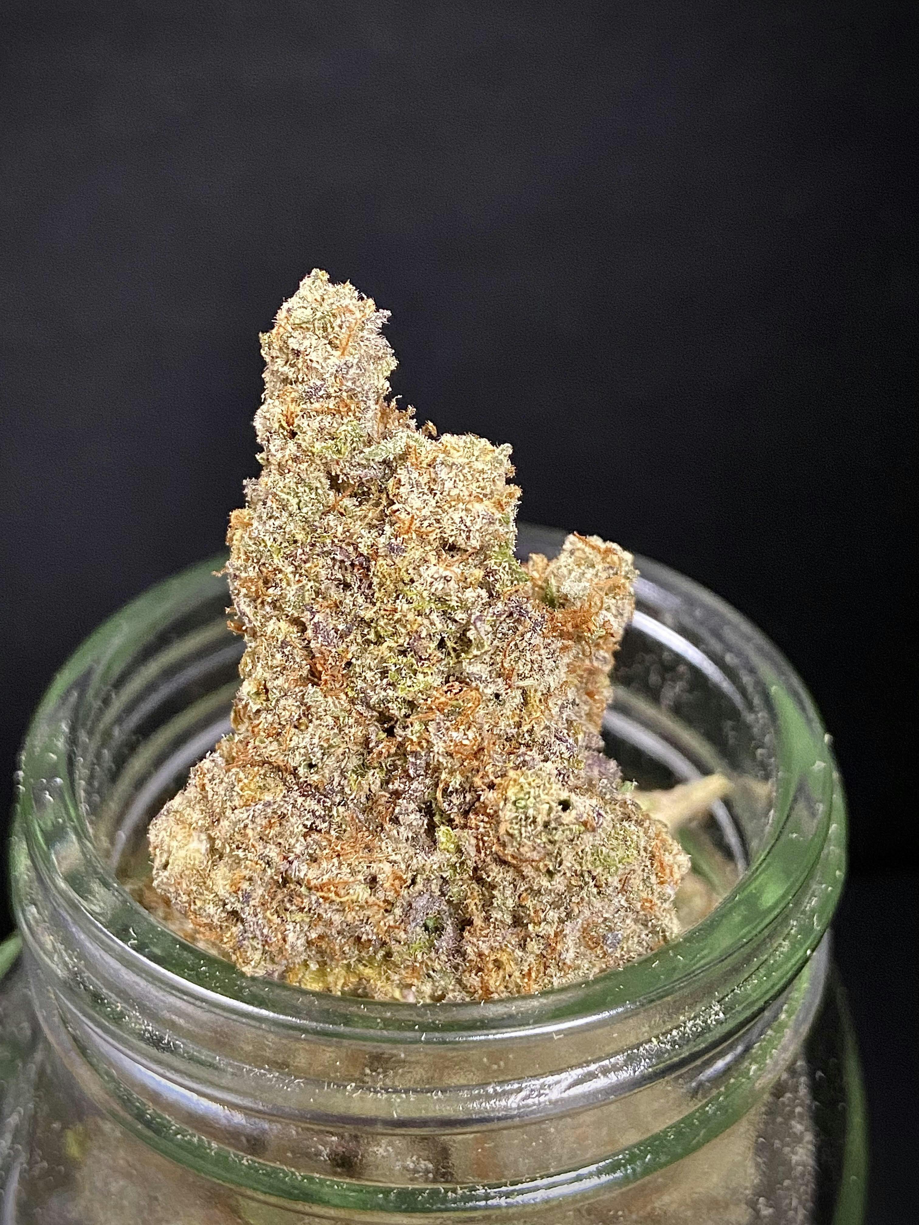 GAS {MAC x Starfighter} (Locol Love) "CONNOISSEUR SHELF"