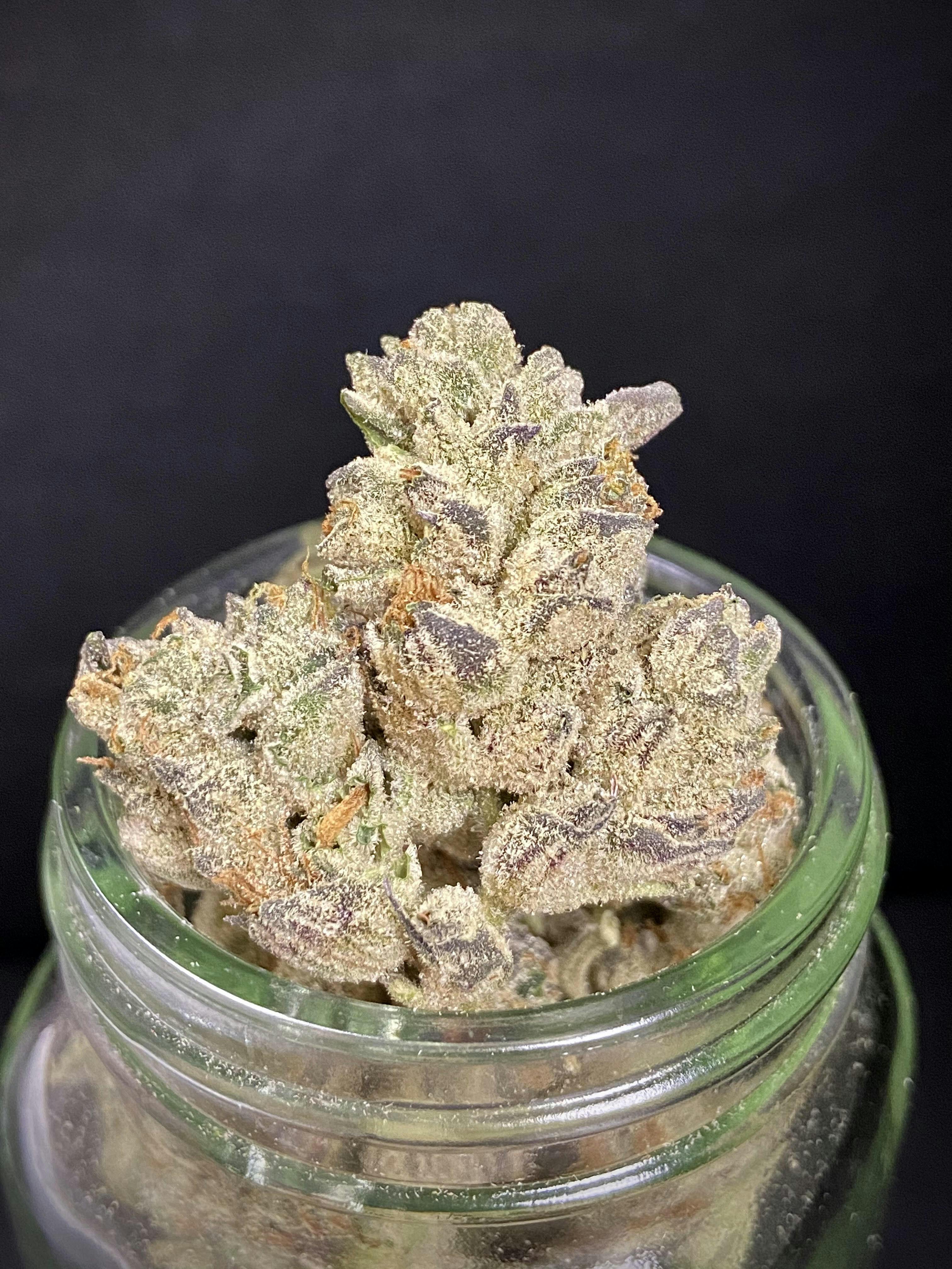 Kush Mints Animal x Bubba Connoisseur Shelf
