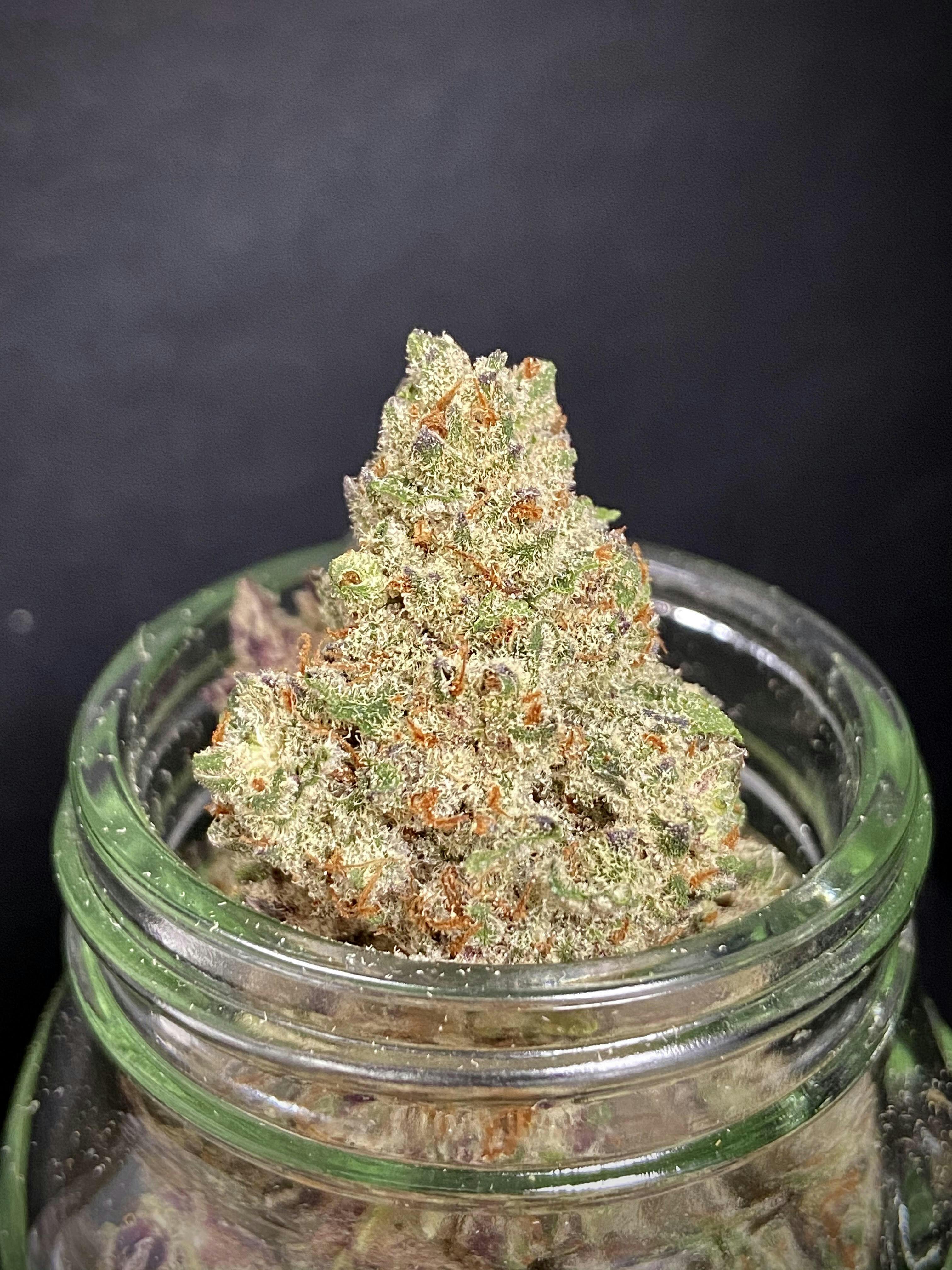 Animal Face {Face Off OG x Animal Mints} (Ardo) "GOLD SHELF"