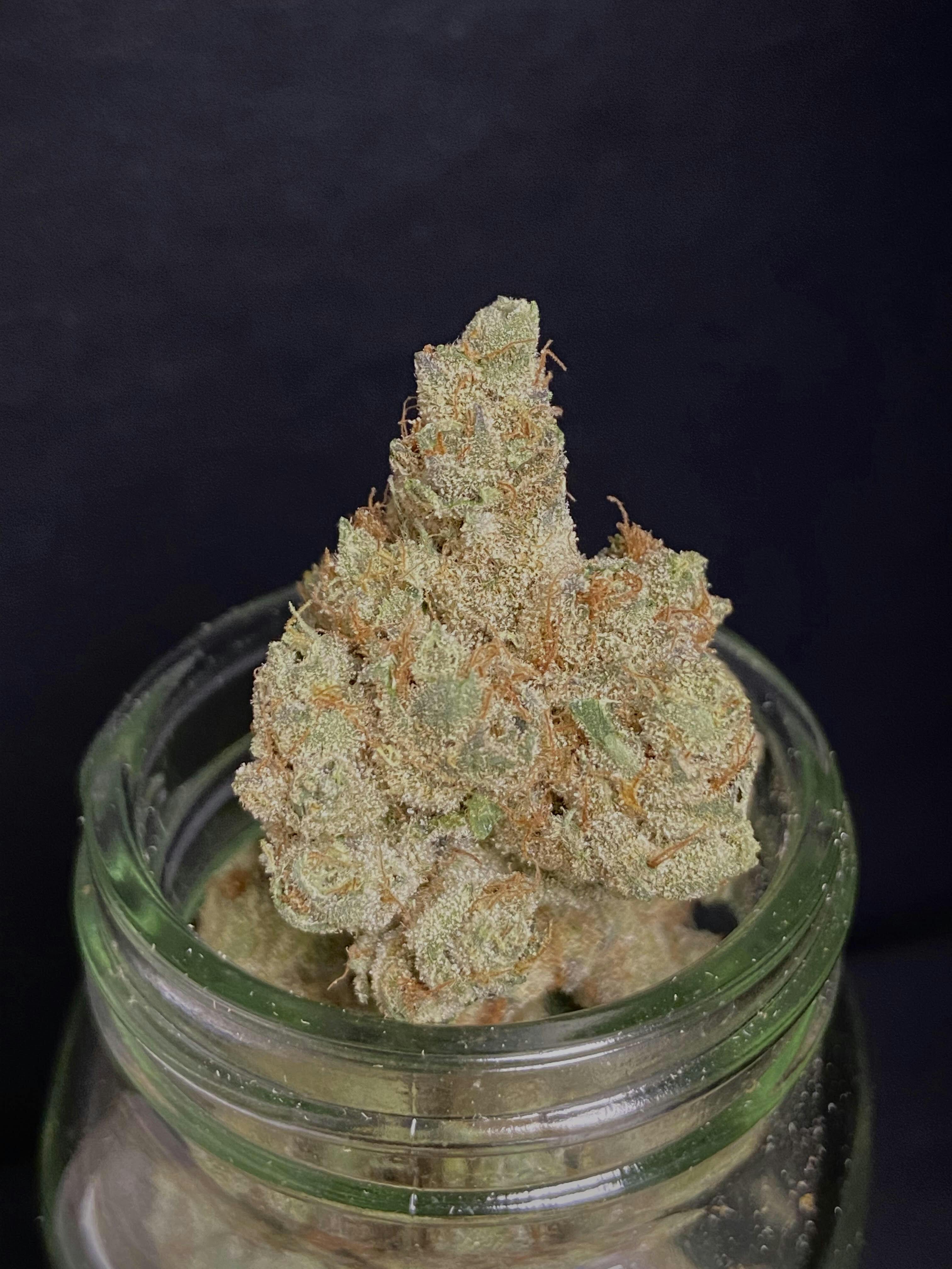 Glue Trap {GG #4 x Guard Dawg} (Ardo) (1/2 OZ Bud Special)