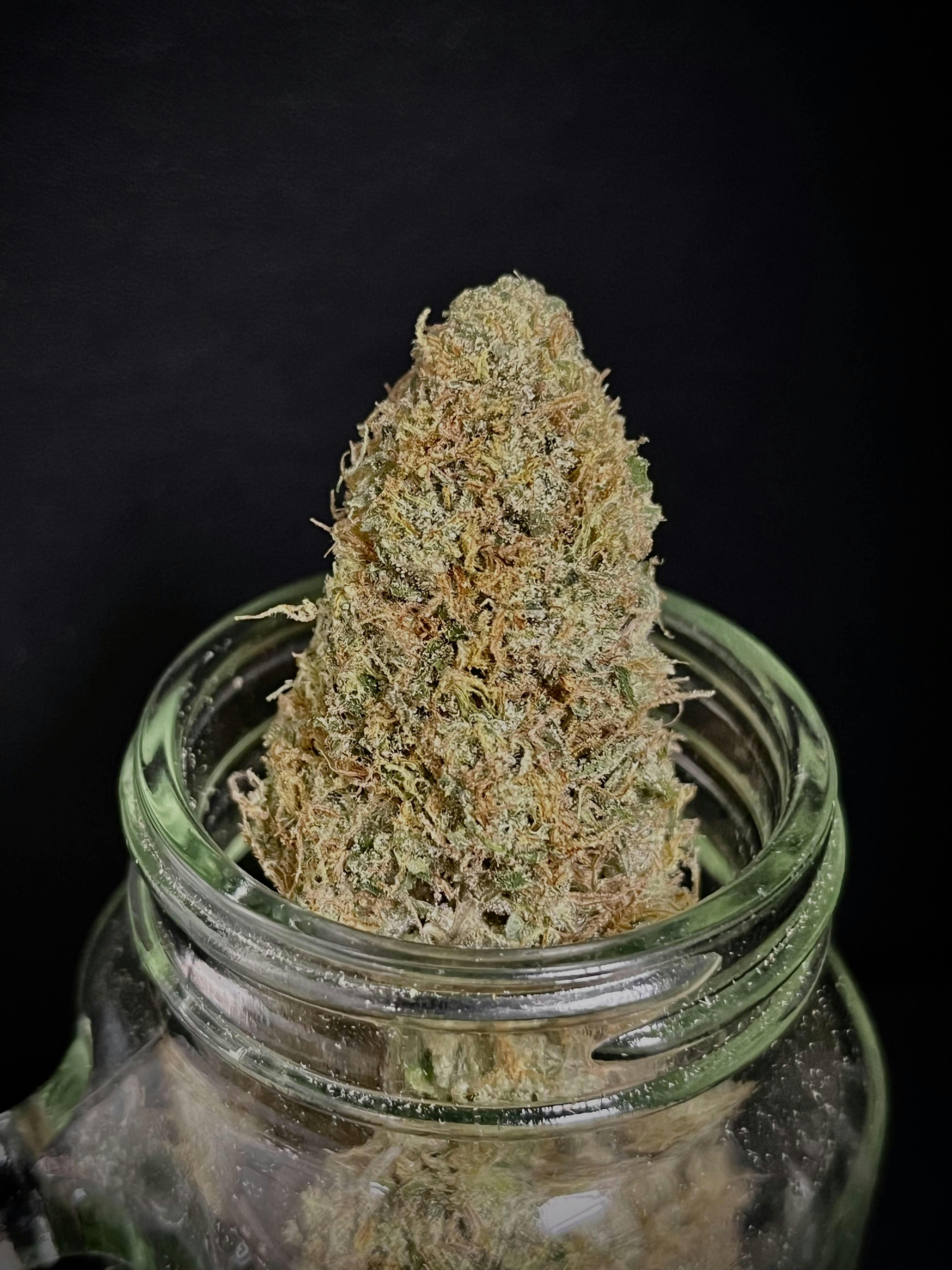 Golden Goat {Hawaiian Romulan x ISS} (Bloom County) "CONNOISSEUR SHELF"