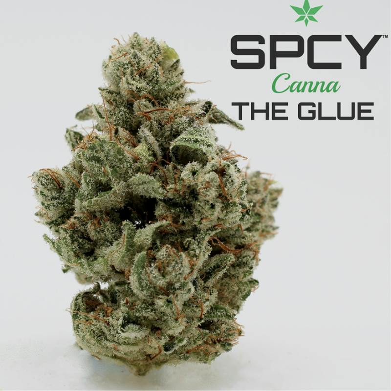 The Glue {(Chem Sis x Sour D) x Chocolate D} (SPCY Canna) (1/2 OZ Bud Special)
