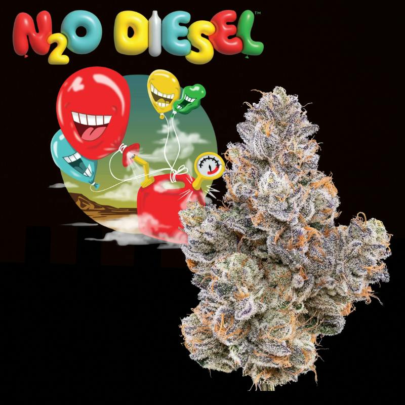 Green Dot Labs Flower- N20 Diesel {Headbanger x $@%&! Cake V2}