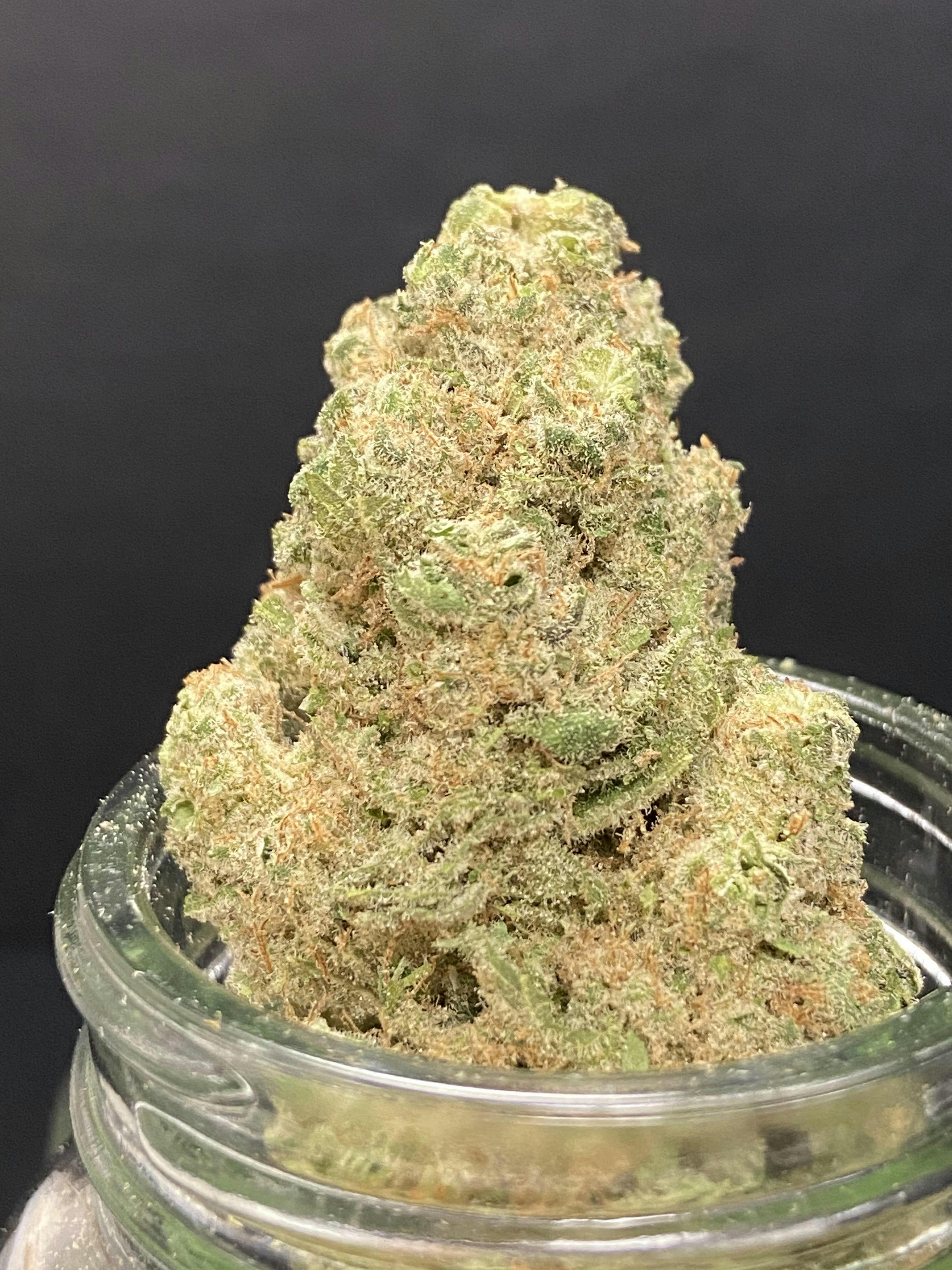 Animal Mints {Thin Mint Girl Scout Cookies x Fire OG} (Ardo) "GOLD SHELF"