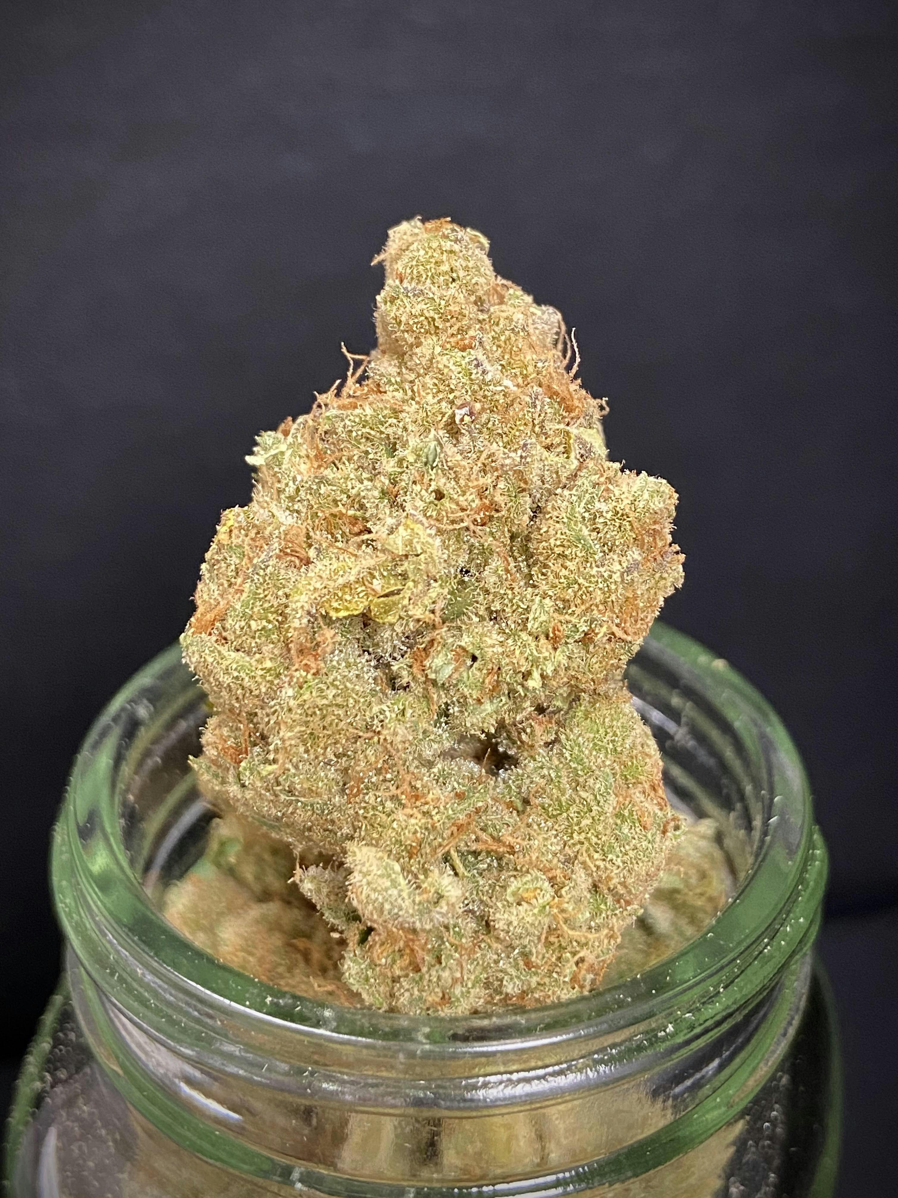 Zeldaz {Gary Payton x Zkittlez} (Grateful Grove) "CONNOISSEUR SHELF"