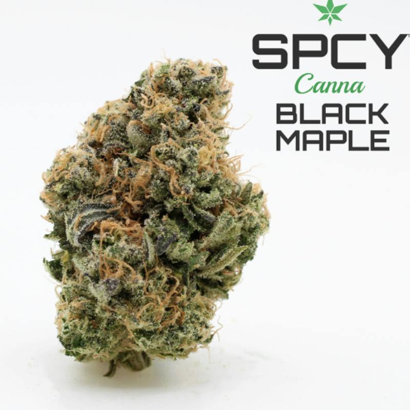 Black Maple Dulce De Uva x Sherbanger Spcy Canna Connoisseur Shelf