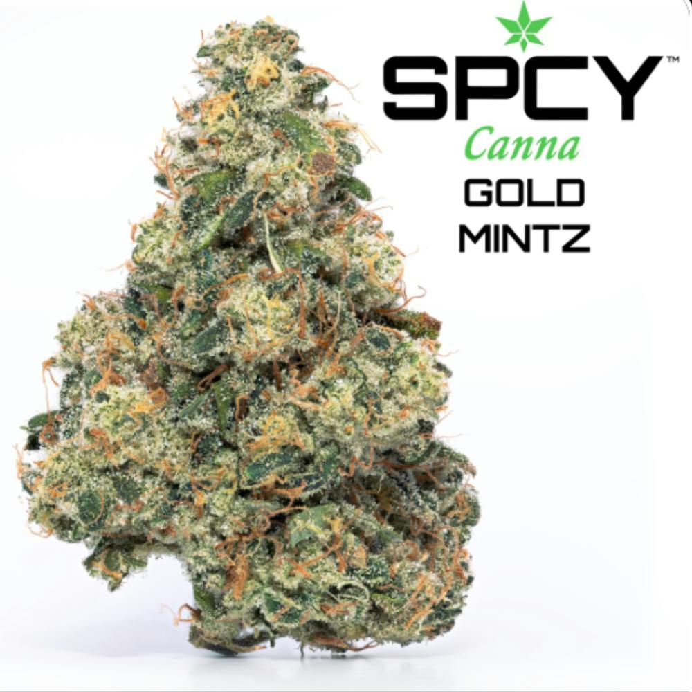 Gold Mintz Golden Pineapple x Kush Mints Spcy Canna Connoisseur Shelf