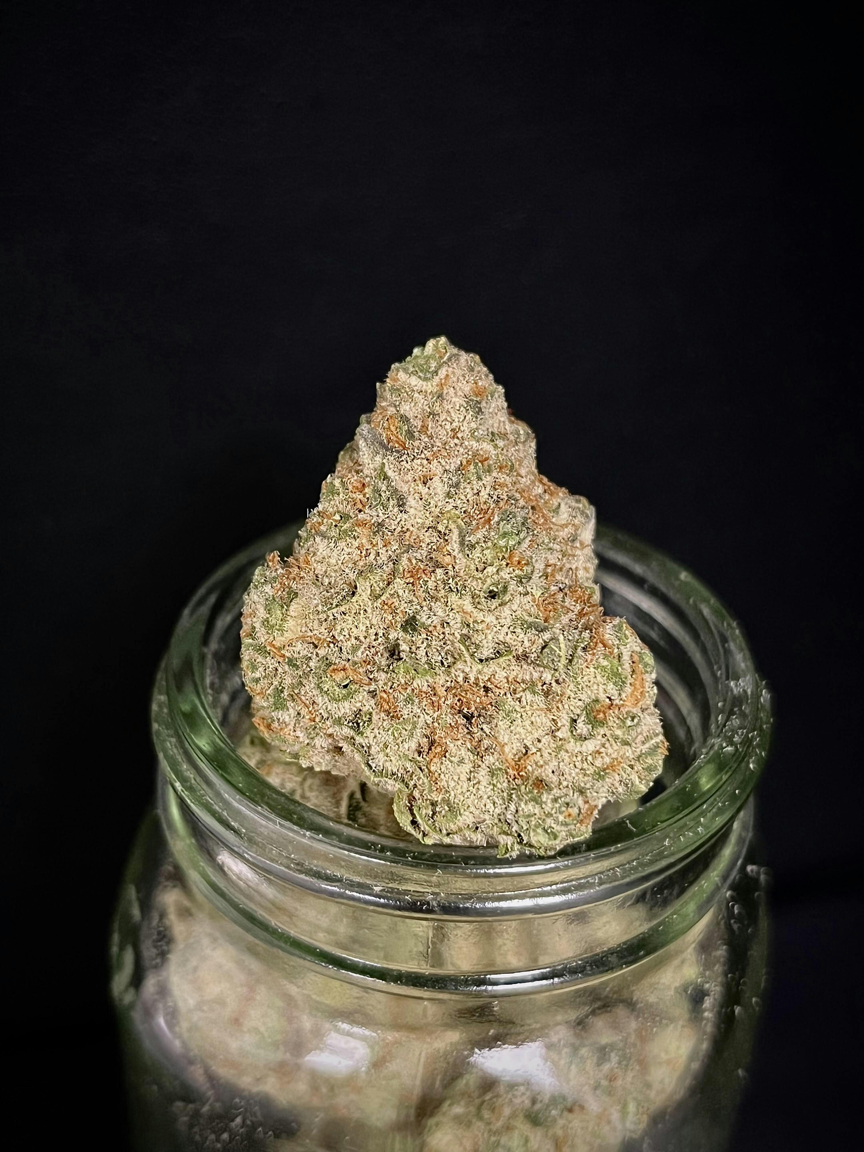 Punch Breath {Mendo Breath x Purple Punch} (Ardo) "GOLD SHELF"