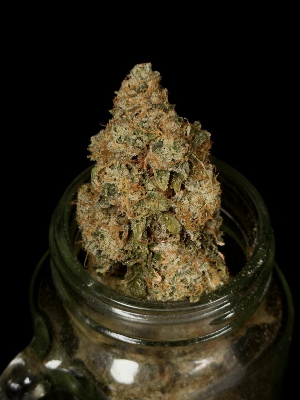 Cake Pie Dance x Icebox Conniouser Shelf