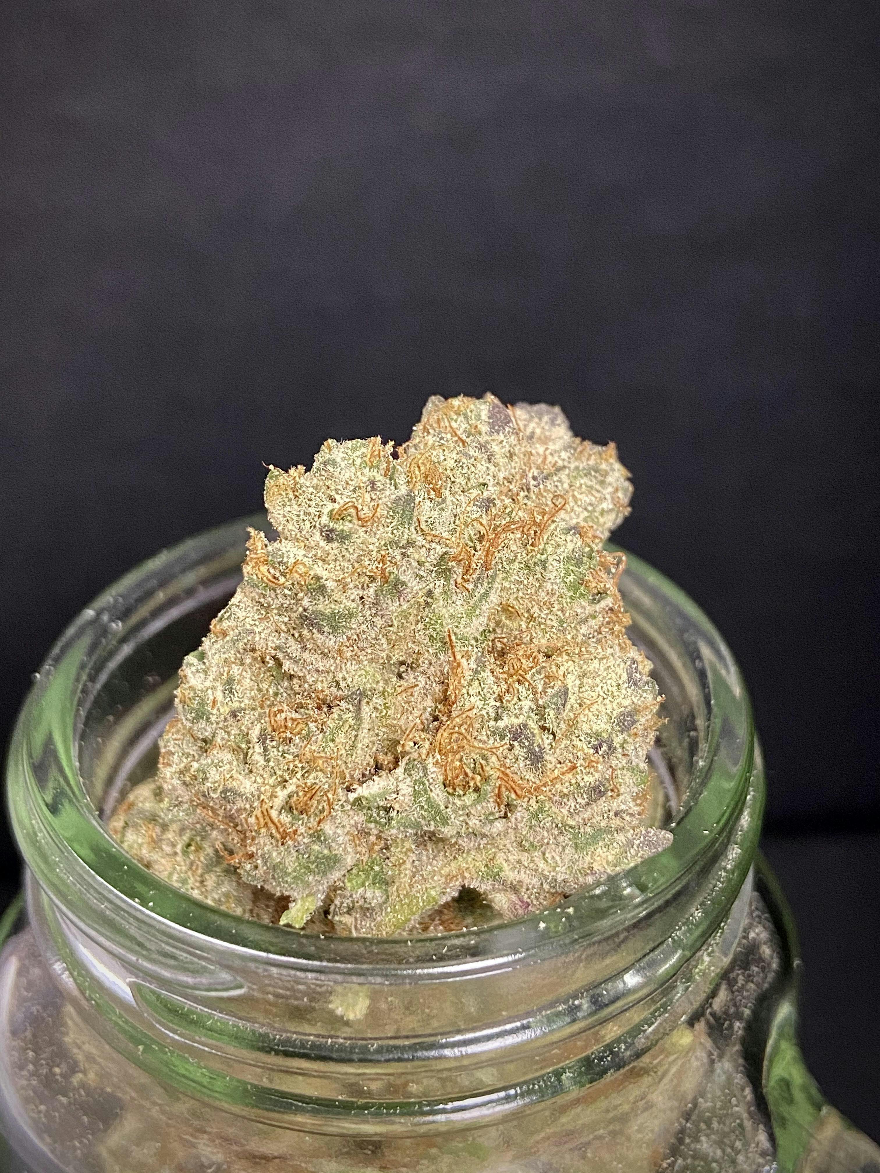 Double Dozen Cosmic Bakers Ardo Bud