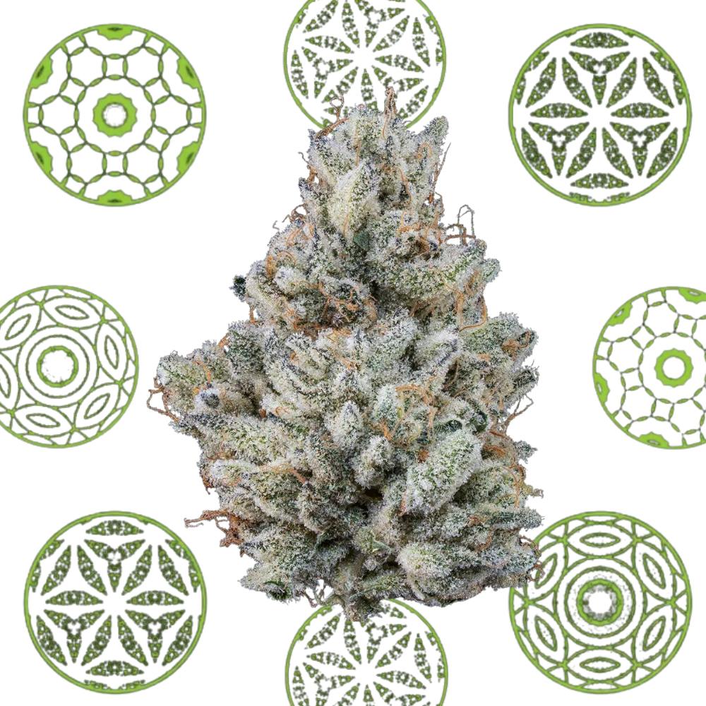 Labs Cake Z x Jungle